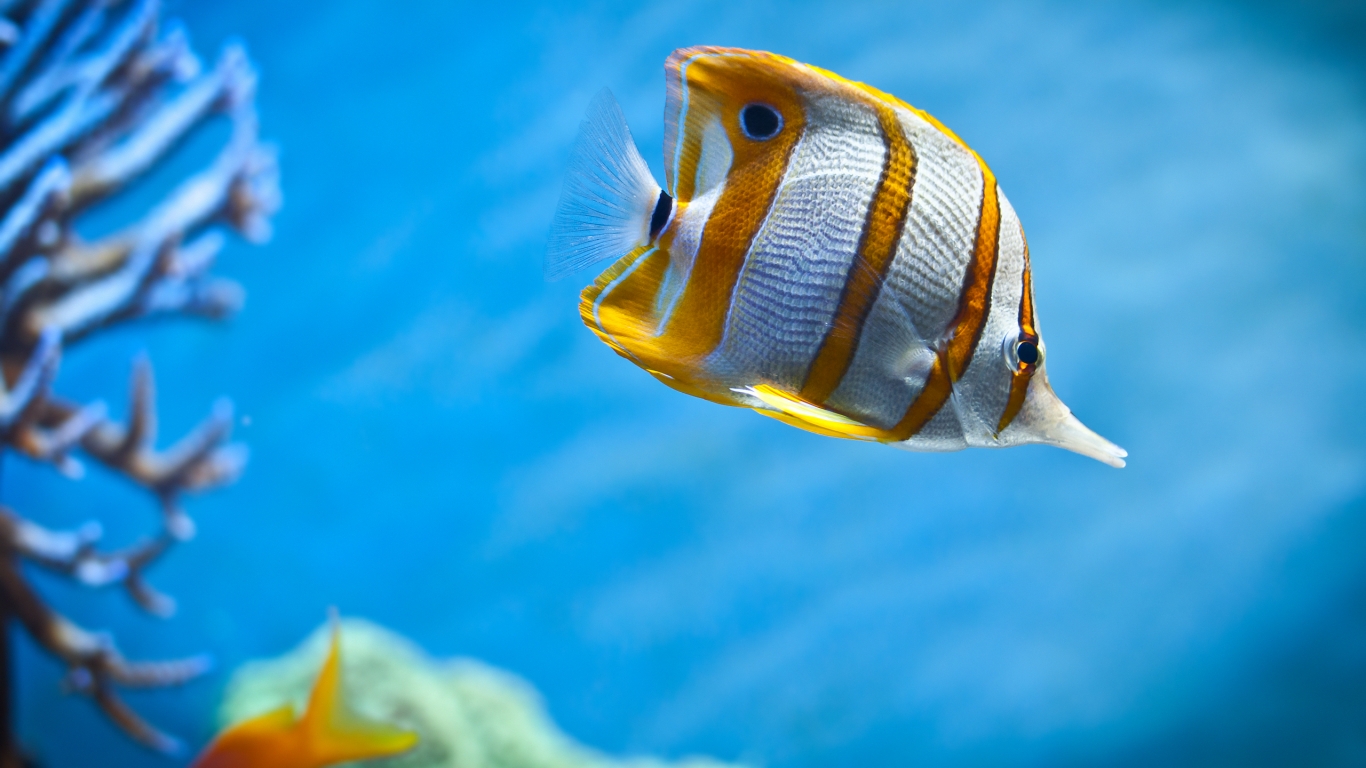 Laden Sie das Tiere, Fische, Falterfische-Bild kostenlos auf Ihren PC-Desktop herunter