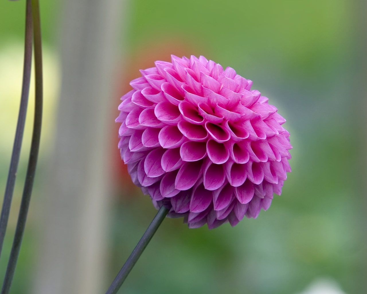 Descarga gratuita de fondo de pantalla para móvil de Flor, Tierra/naturaleza.