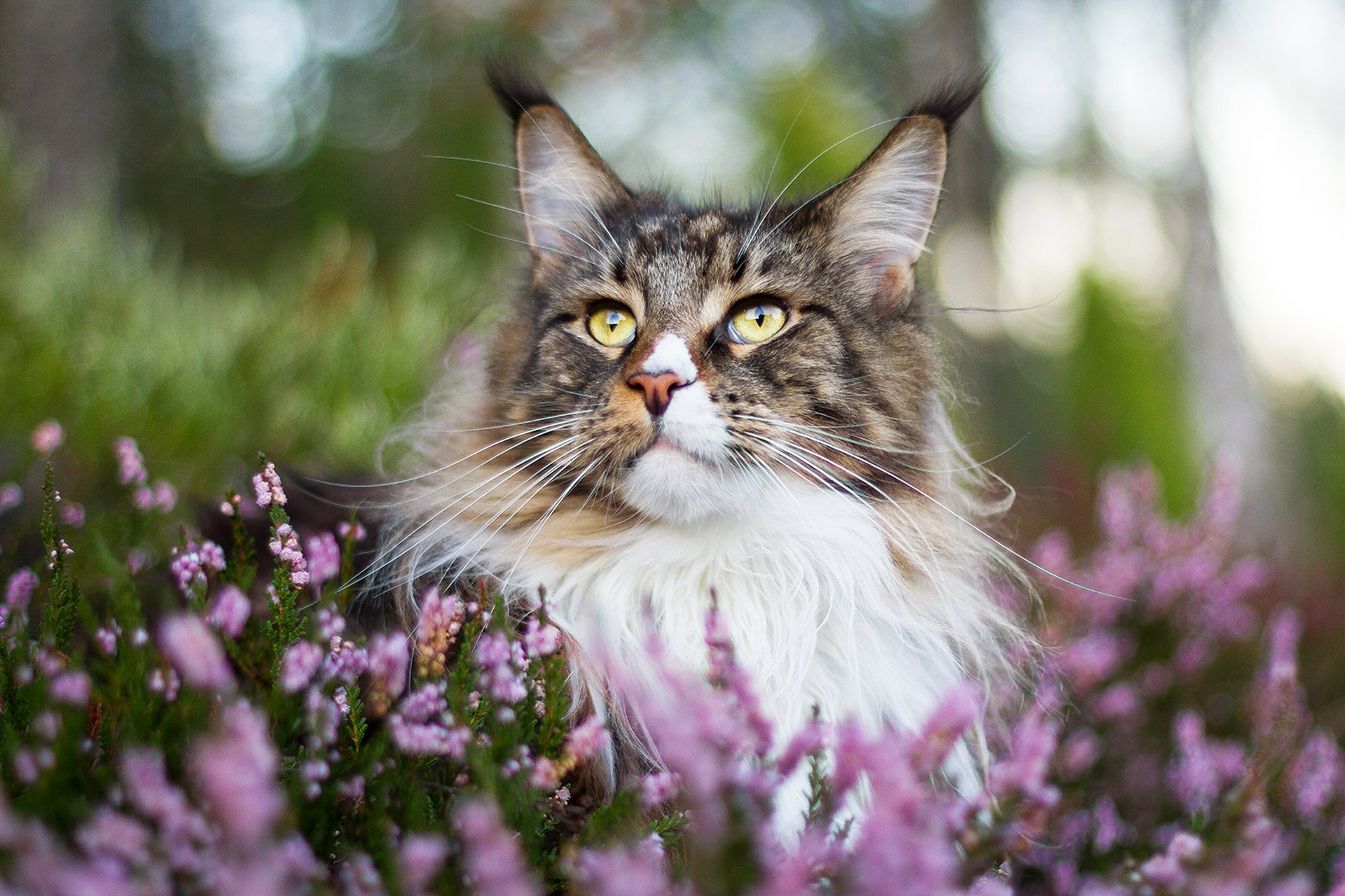 Free download wallpaper Cats, Heather, Cat, Animal, Maine Coon on your PC desktop