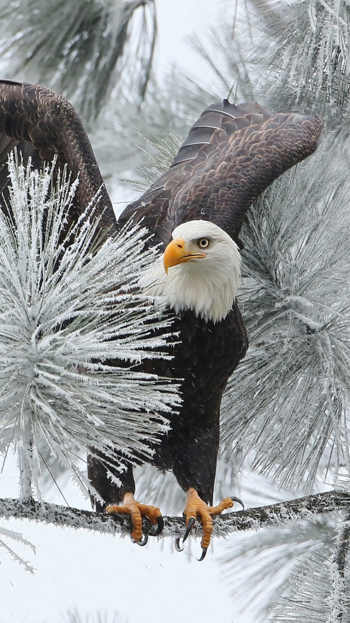 無料モバイル壁紙動物, 冬, 鳥, ブランチ, 鷲, 白頭ワシ, 凍ったをダウンロードします。
