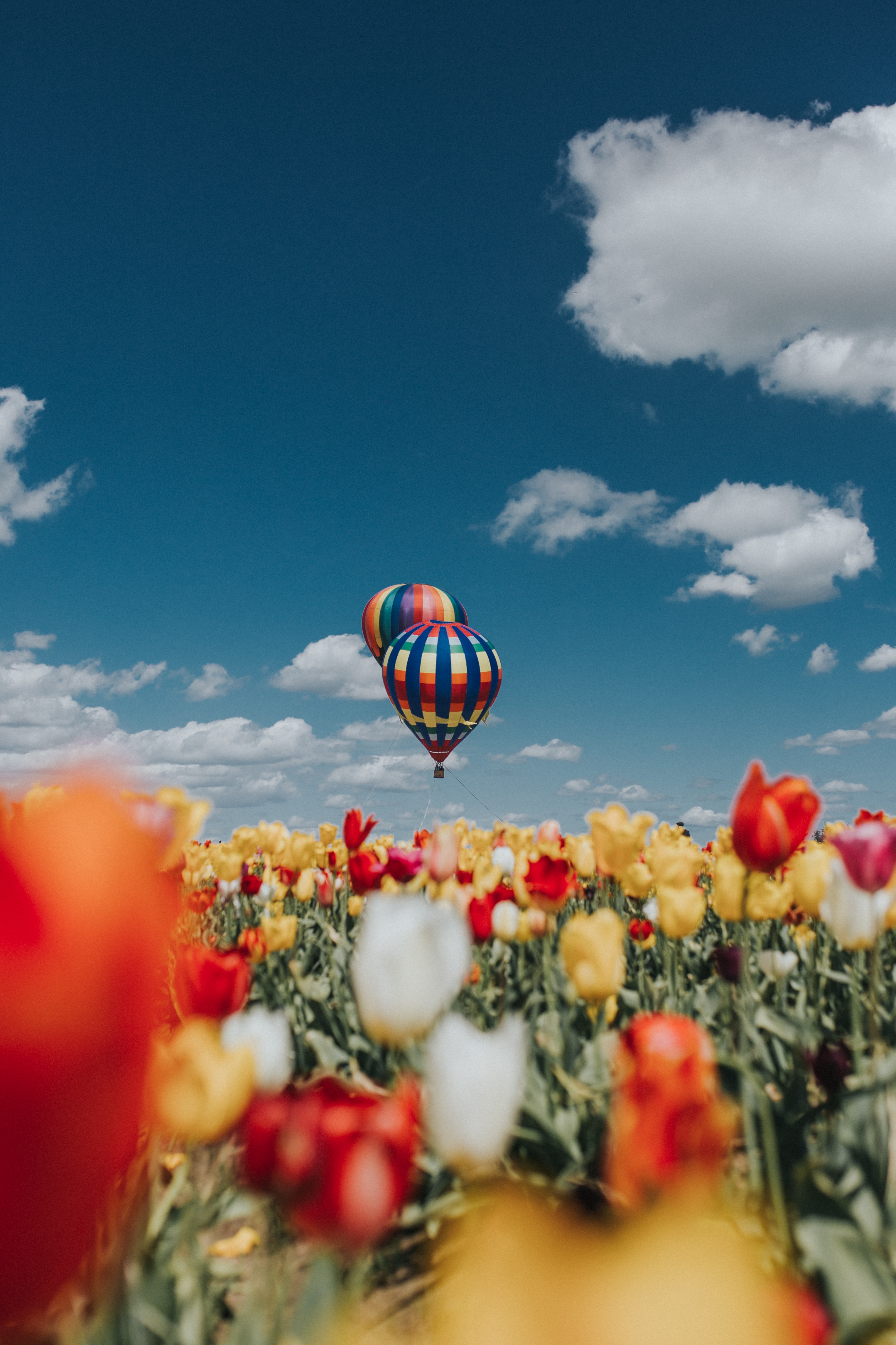 100339 завантажити шпалери куля, тюльпани, природа, небо, поле, повітряна куля, аеростат - заставки і картинки безкоштовно