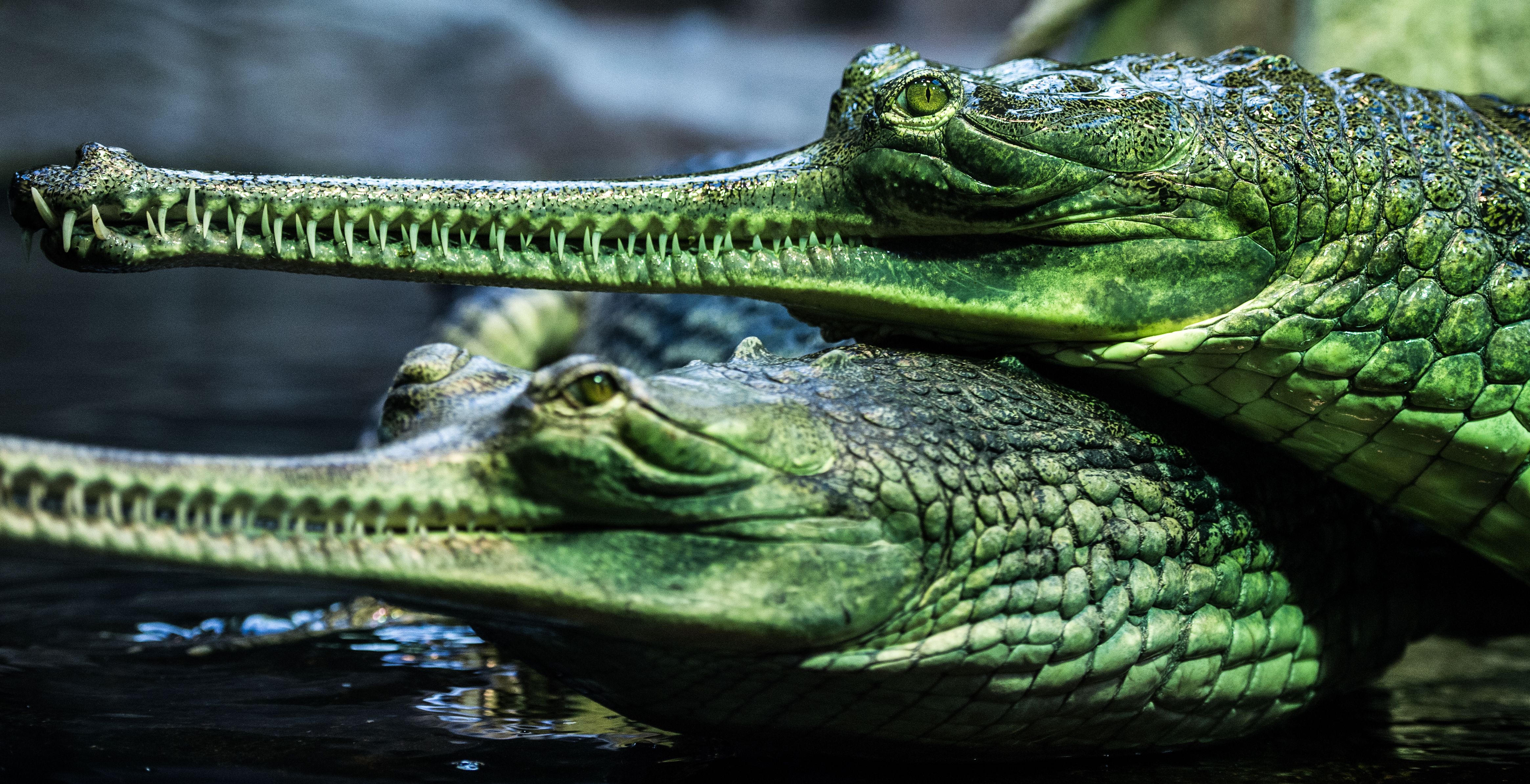 712556 Protetores de tela e papéis de parede Gavial em seu telefone. Baixe  fotos gratuitamente