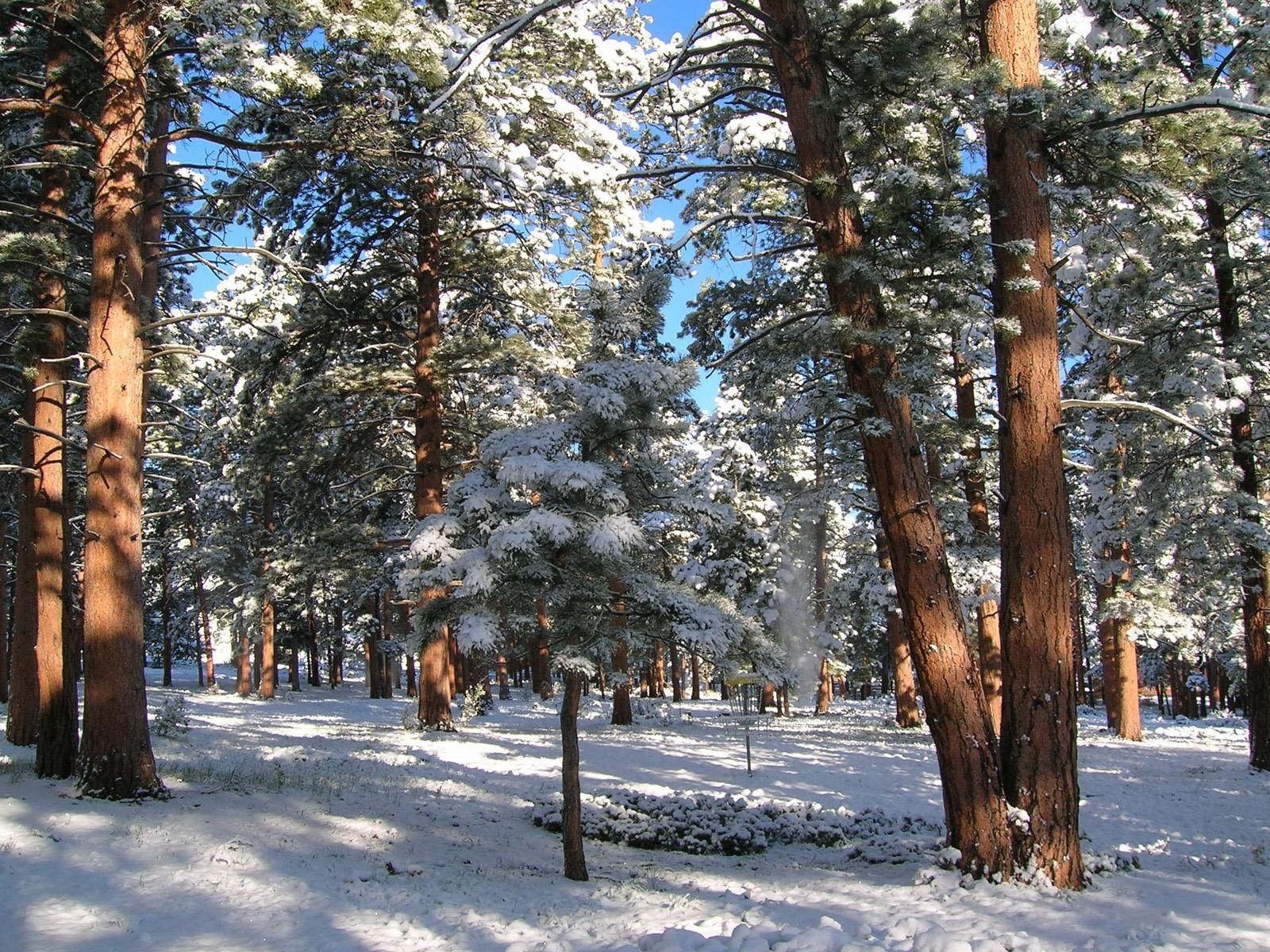 Скачать обои бесплатно Снег, Лес, Природа, Сосны, Зима картинка на рабочий стол ПК