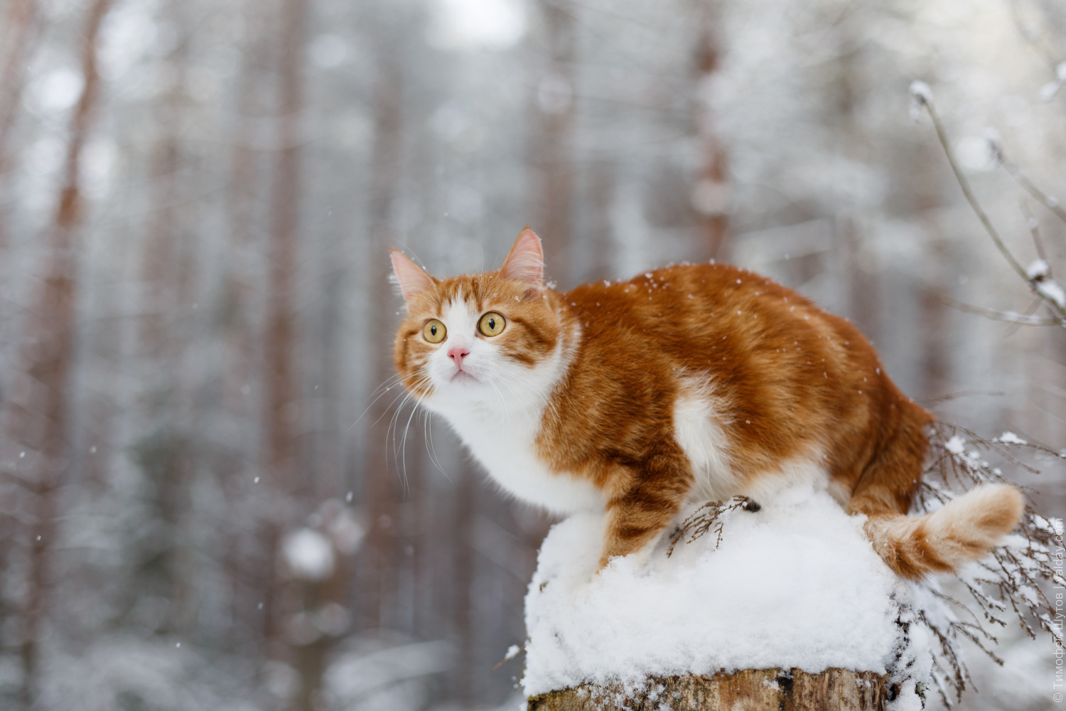Download mobile wallpaper Winter, Snow, Cat, Animal for free.