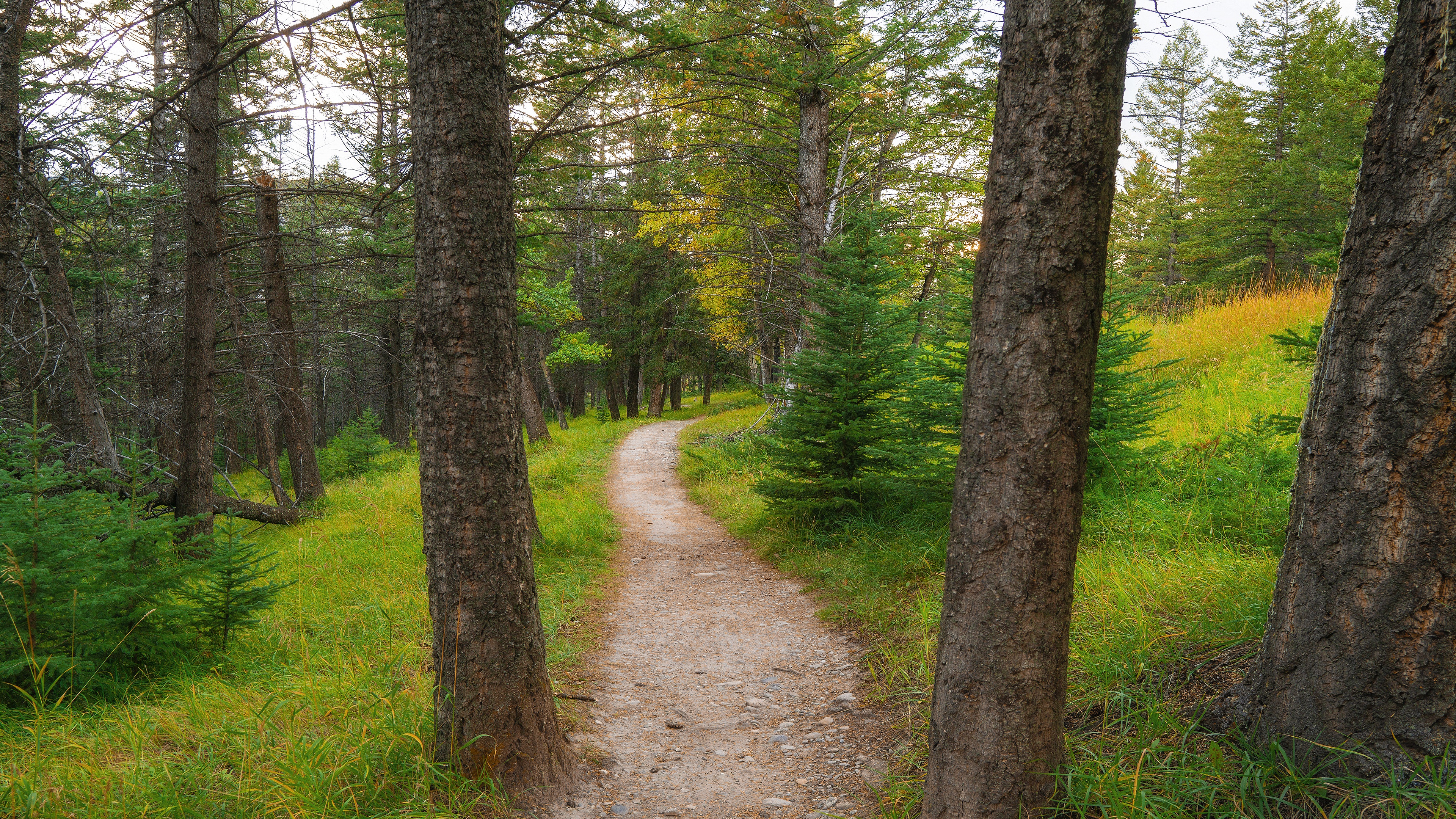 Download mobile wallpaper Pine, Road, Forest, Spruce, Path, Man Made for free.