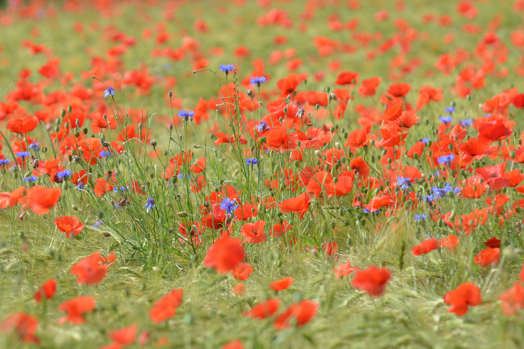Free download wallpaper Nature, Flowers, Summer, Wheat, Flower, Earth, Poppy, Red Flower on your PC desktop