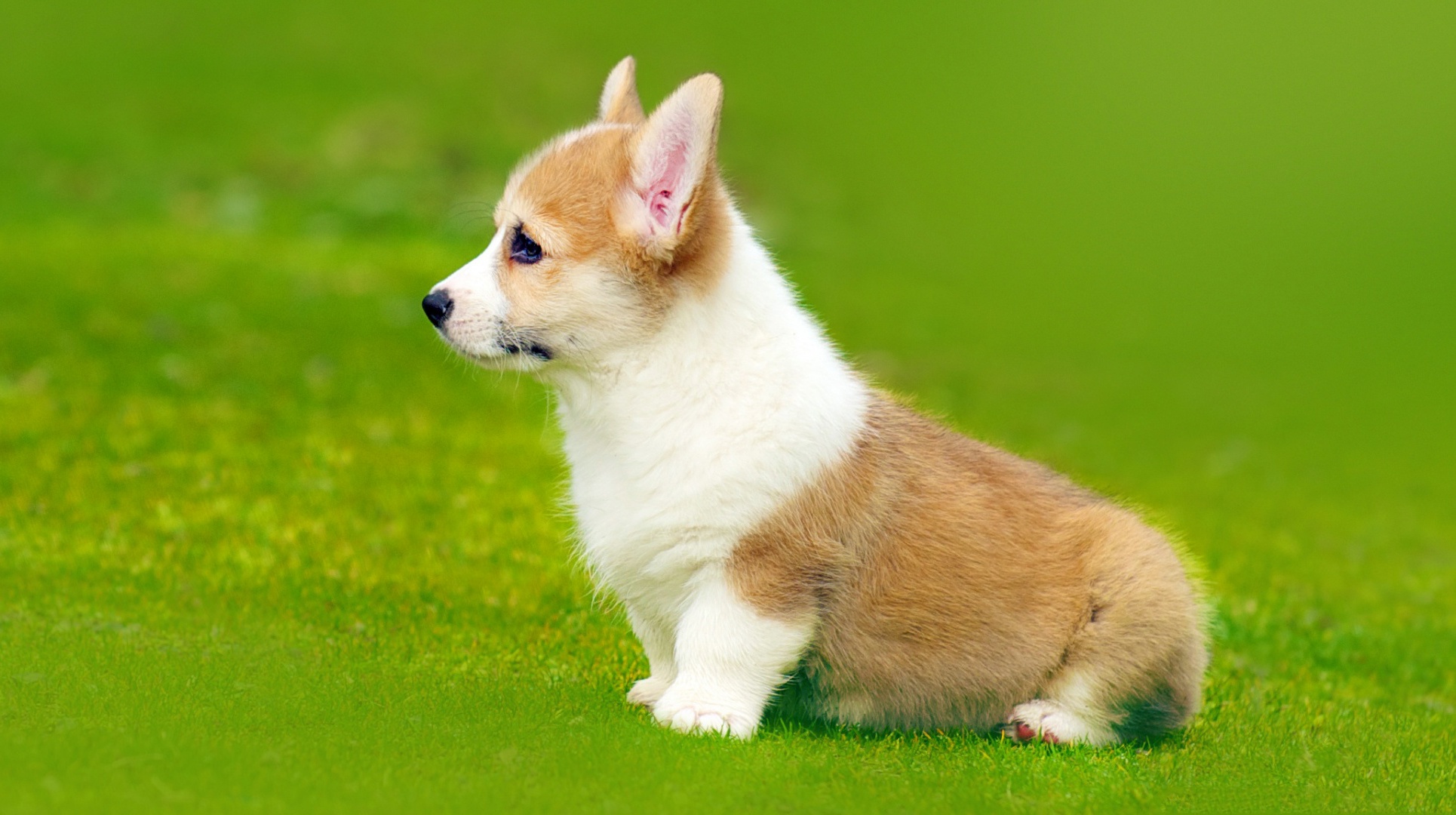 Laden Sie das Tiere, Hunde, Hund, Welpen, Corgi, Tierbaby-Bild kostenlos auf Ihren PC-Desktop herunter