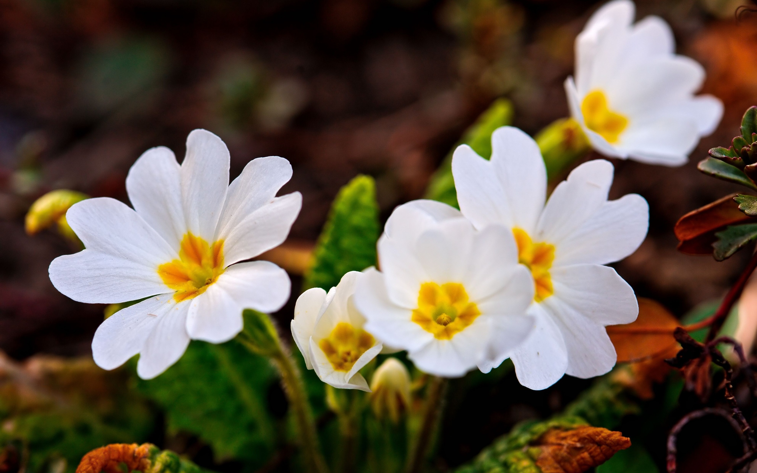 Téléchargez gratuitement l'image Fleur, Terre/nature sur le bureau de votre PC