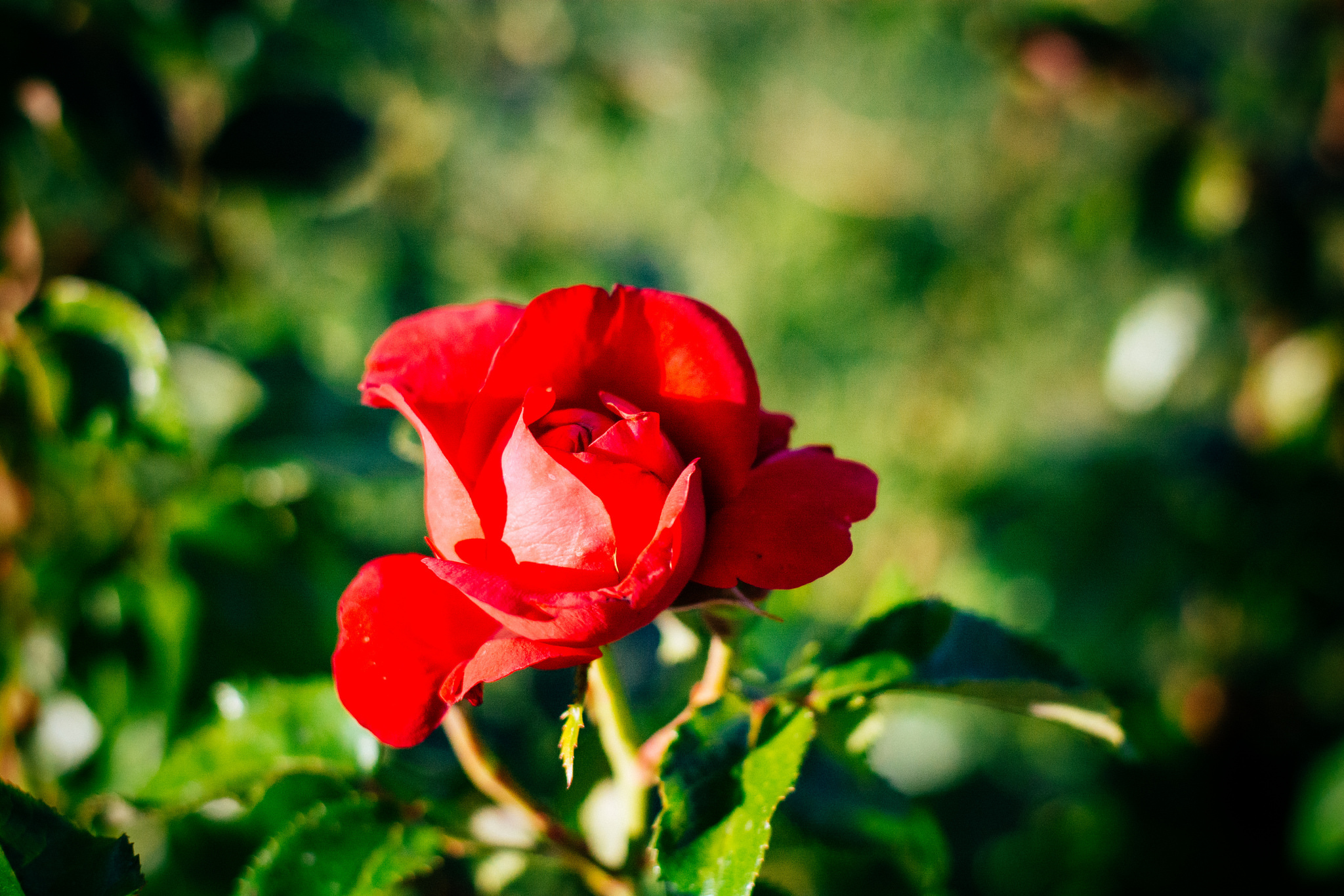 PCデスクトップに自然, フラワーズ, 花, 薔薇, 地球, ボケ, 赤いバラ, 赤い花画像を無料でダウンロード