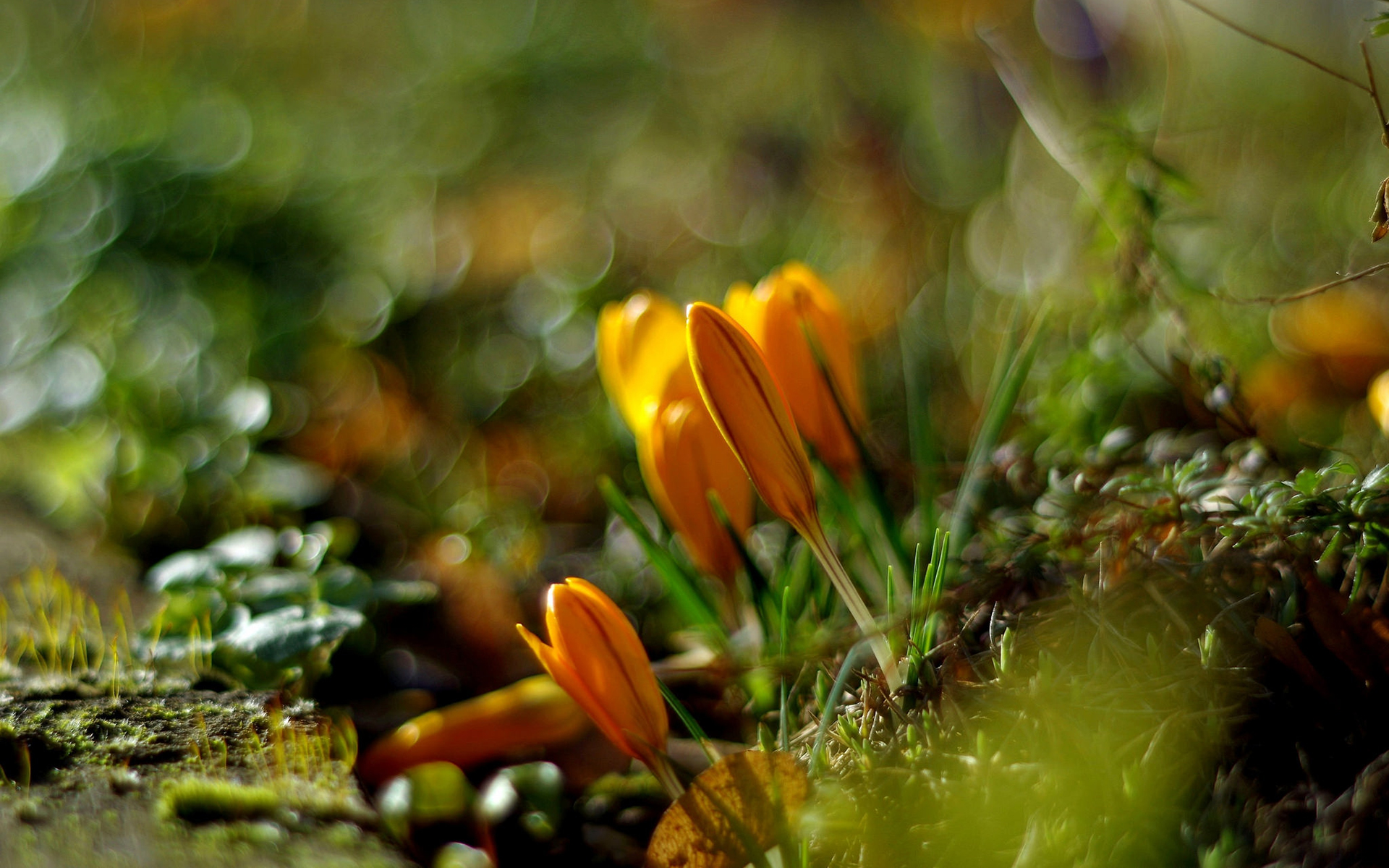 Download mobile wallpaper Flowers, Flower, Earth, Crocus, Yellow Flower for free.