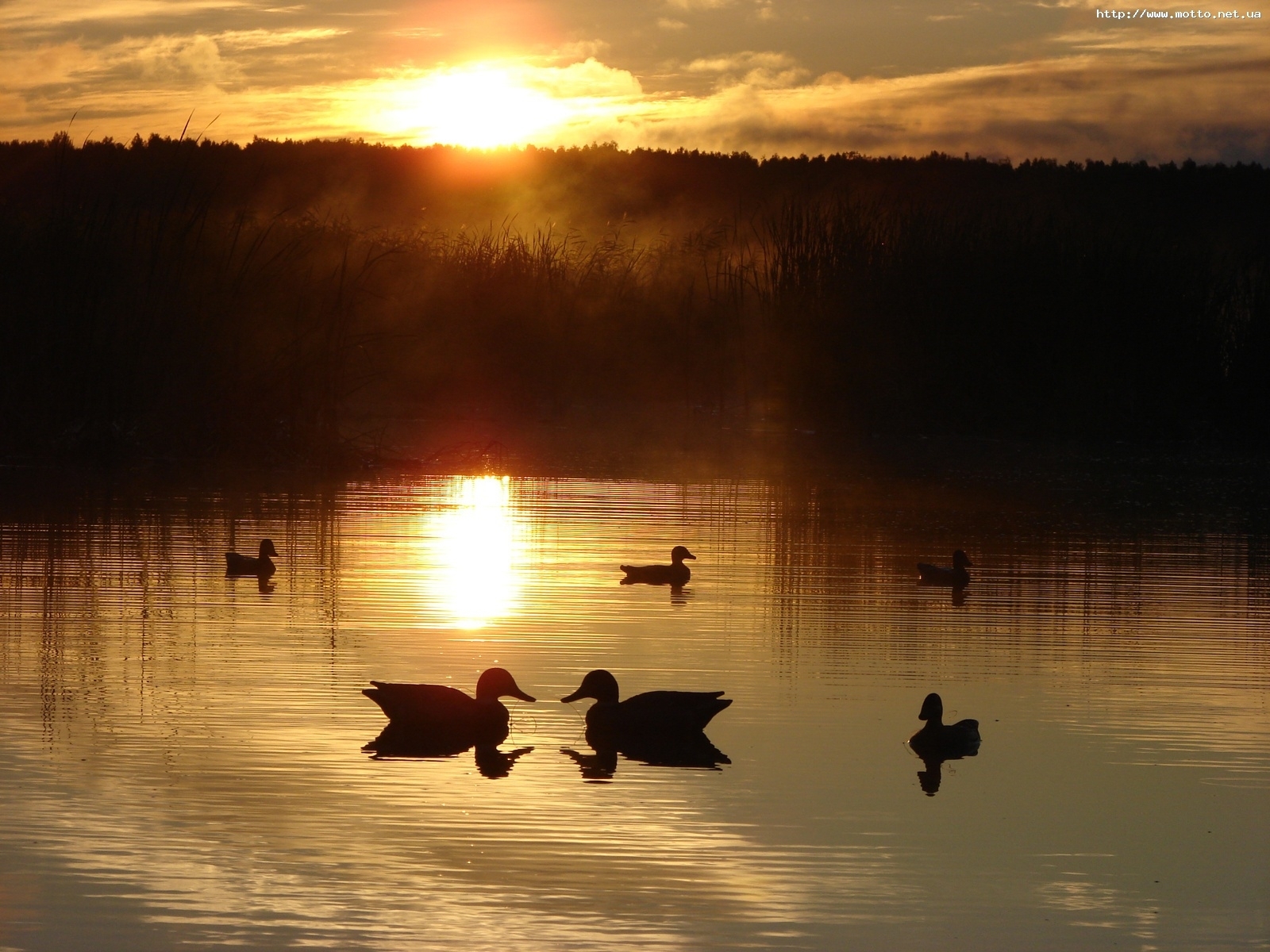 Laden Sie das Wasser, Sunset, Ducks, Sun, Natur, Landschaft, Seen-Bild kostenlos auf Ihren PC-Desktop herunter