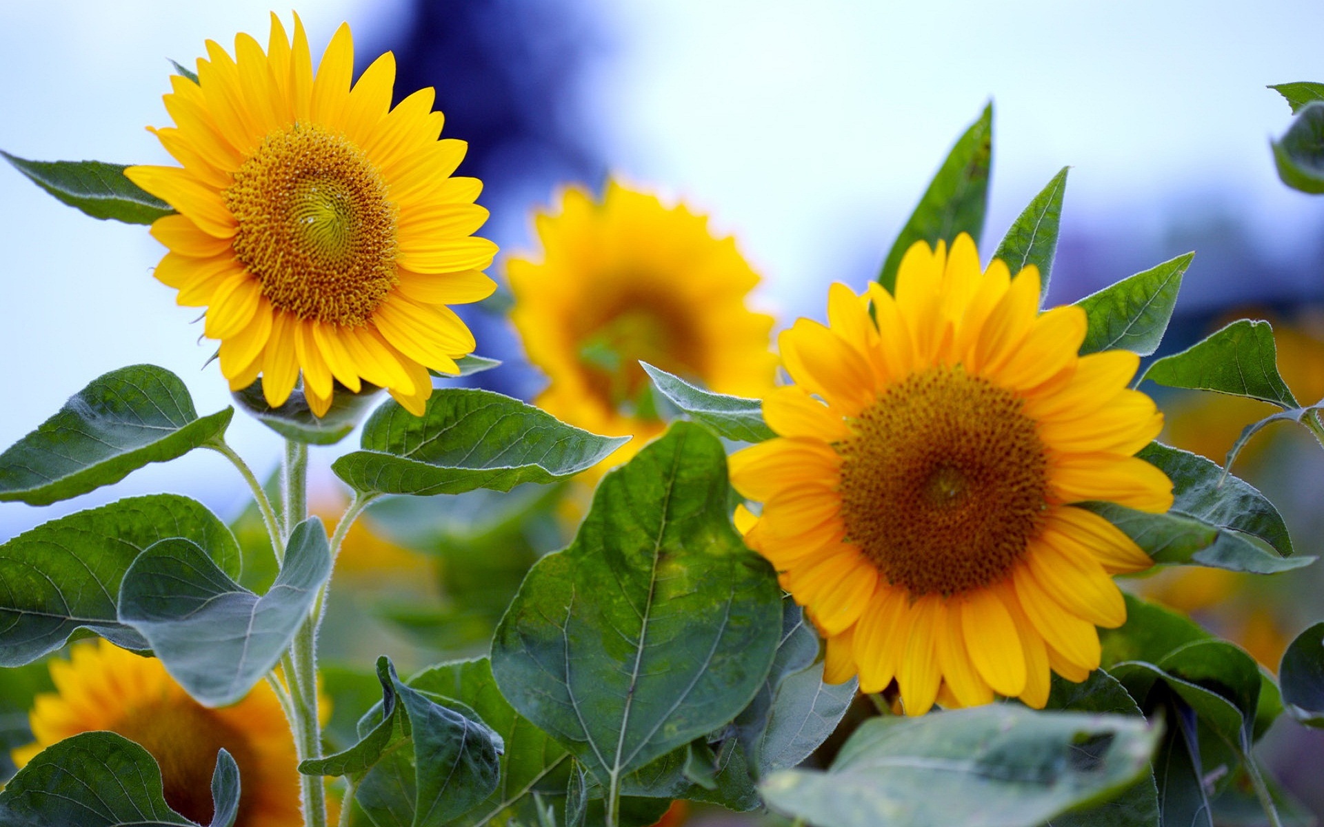 44935 Bild herunterladen sonnenblumen, pflanzen - Hintergrundbilder und Bildschirmschoner kostenlos