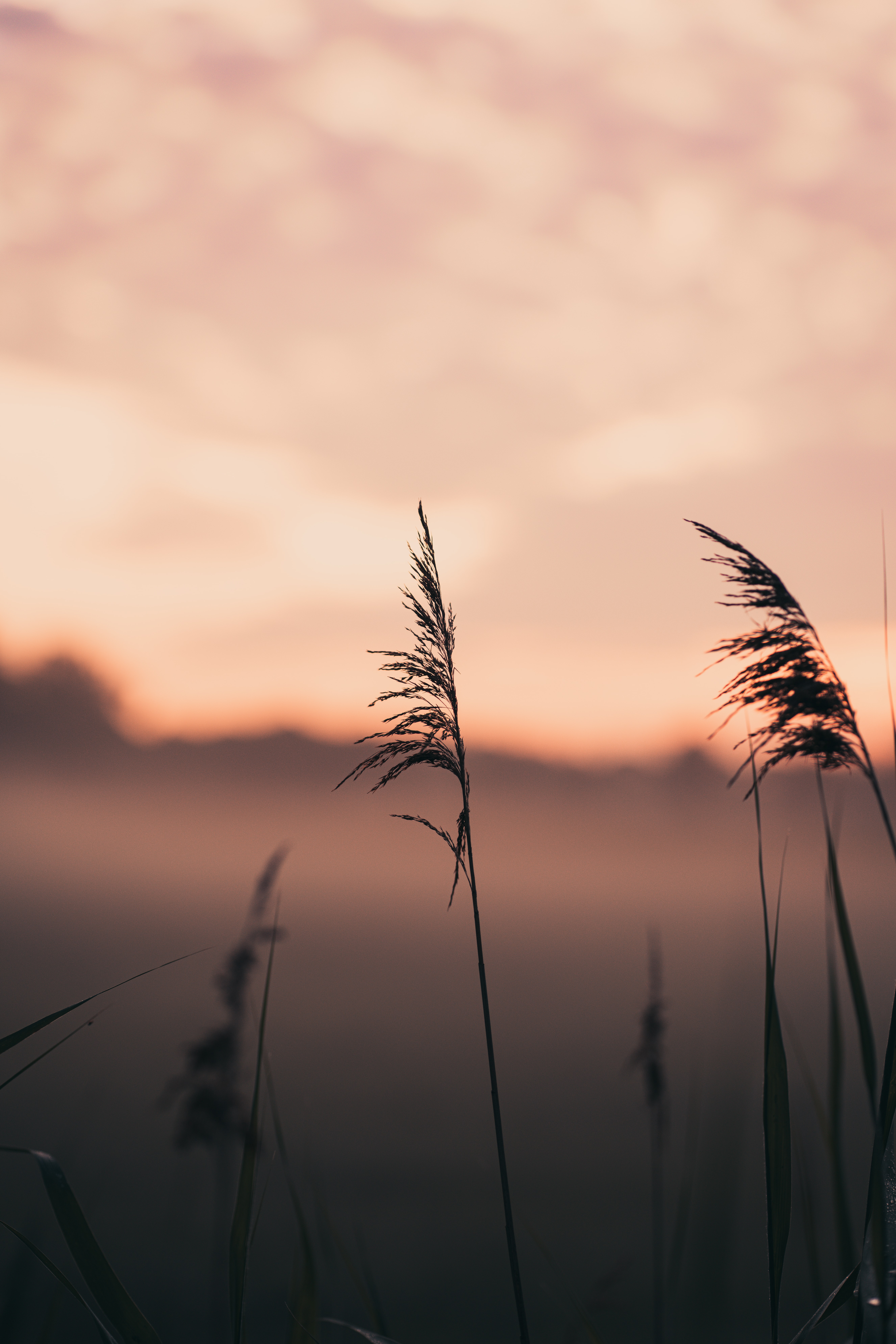 Free download wallpaper Nature, Grass, Macro, Ears, Focus, Spikes, Fog on your PC desktop
