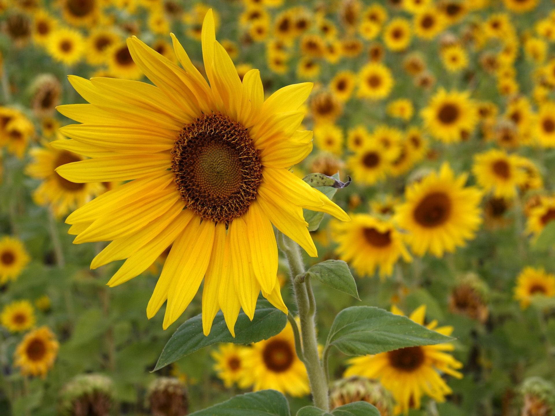 plants, flowers, sunflowers, yellow Ultra HD, Free 4K, 32K