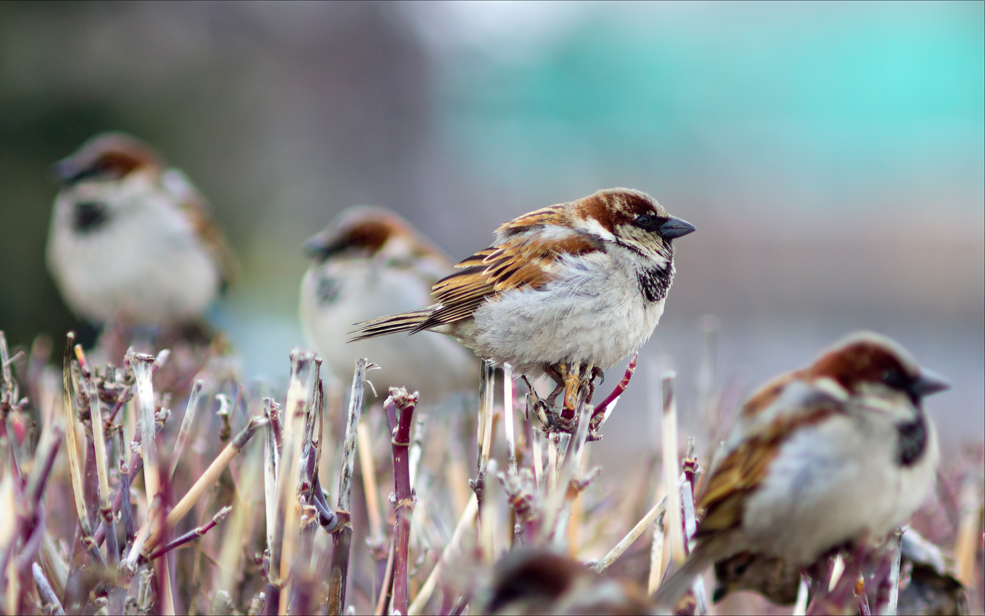 Download mobile wallpaper Sparrow, Birds, Animal for free.