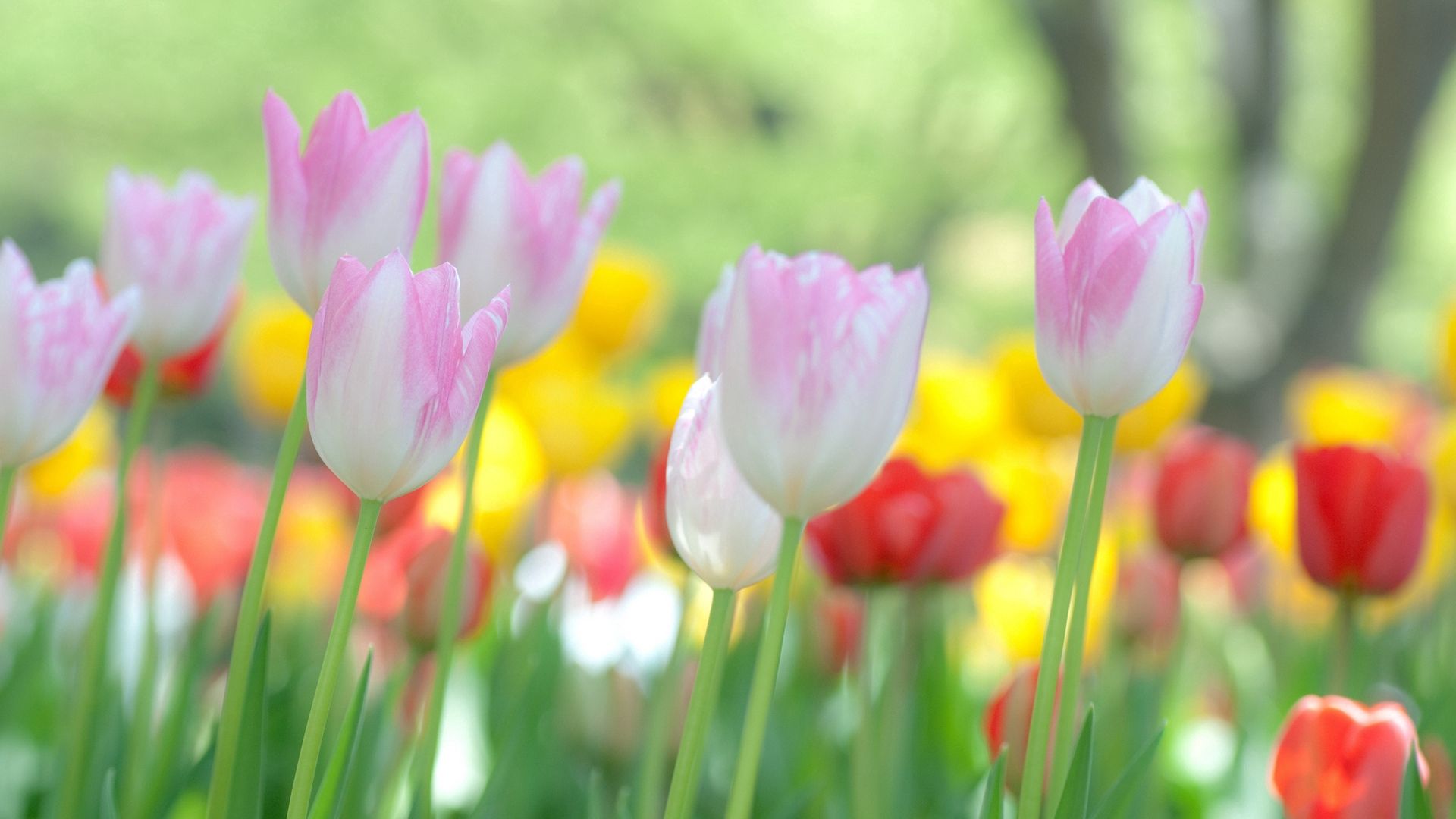 Free download wallpaper Grass, Flowers, Field, Tulips on your PC desktop