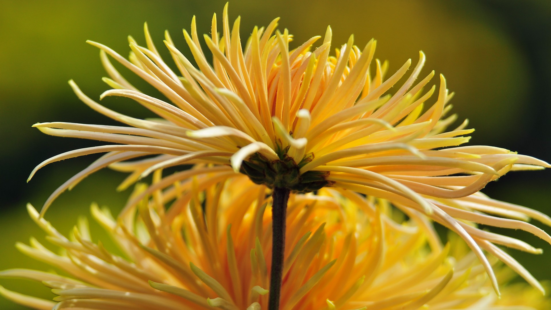 Téléchargez gratuitement l'image Fleurs, Fleur, Terre/nature sur le bureau de votre PC