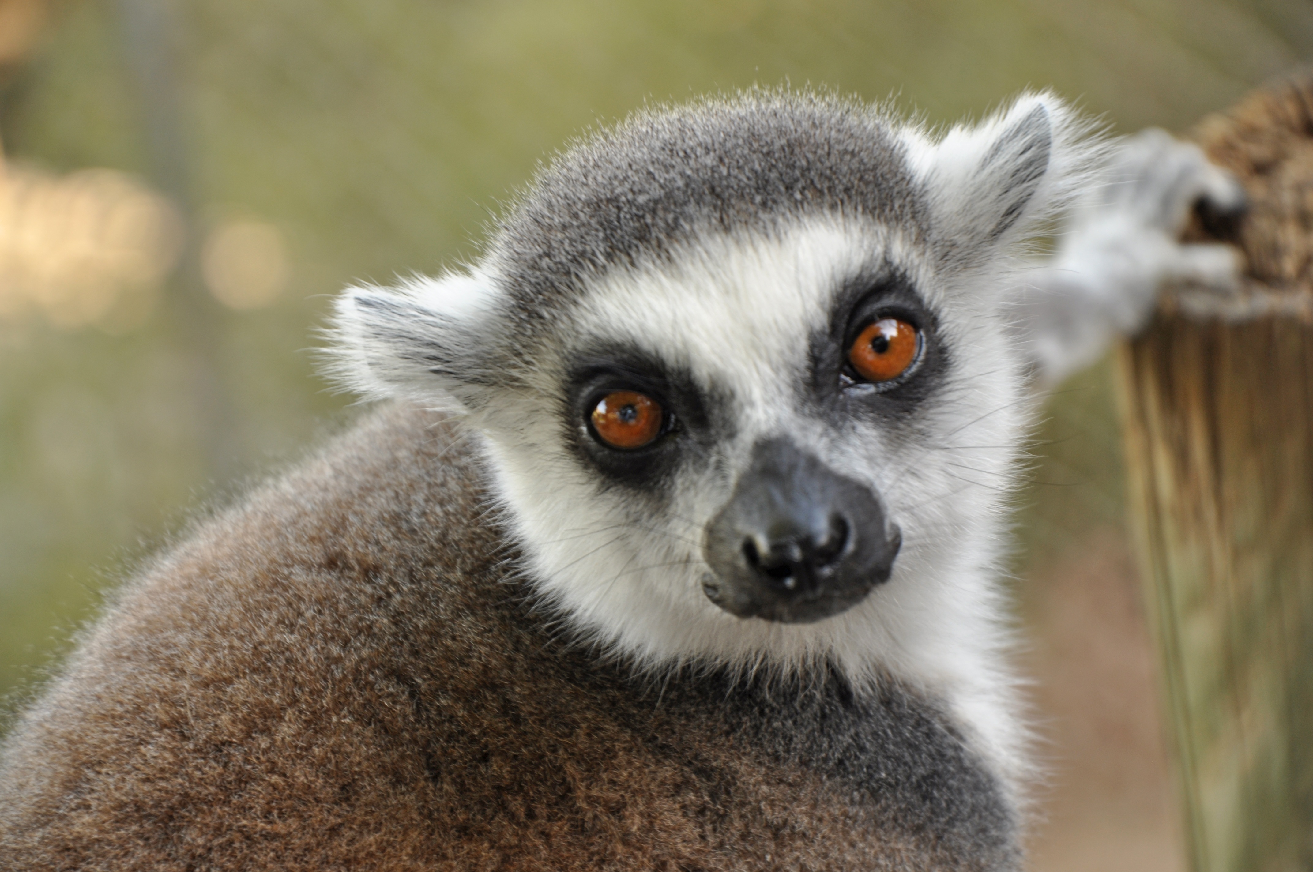 123406 Hintergrundbild herunterladen lemur, tiere, schnauze, sicht, meinung - Bildschirmschoner und Bilder kostenlos
