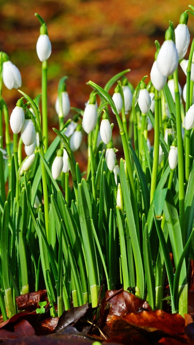Download mobile wallpaper Flowers, Earth, Snowdrop for free.