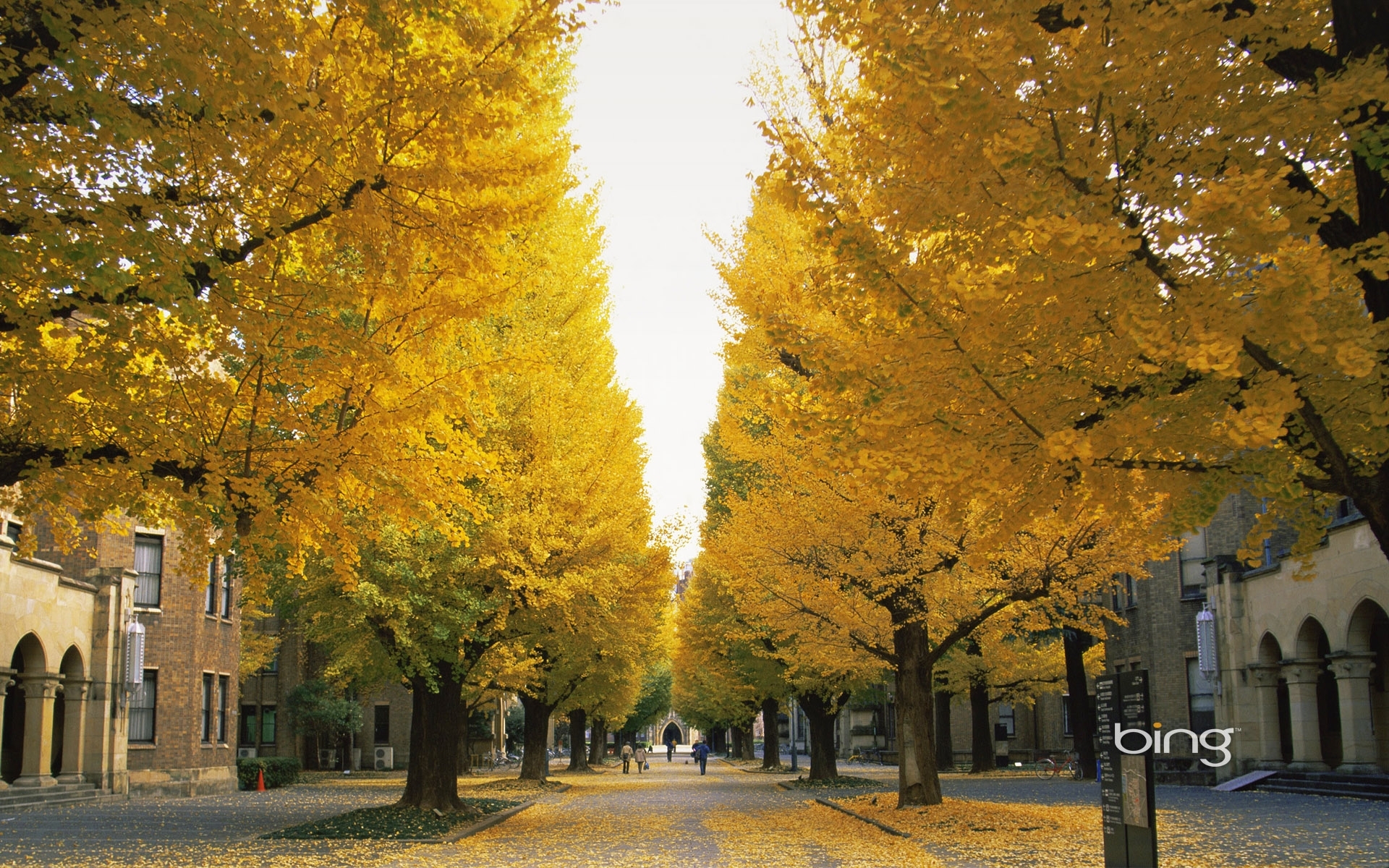 Wallpaper Full HD streets, landscape, trees, autumn, leaves, yellow