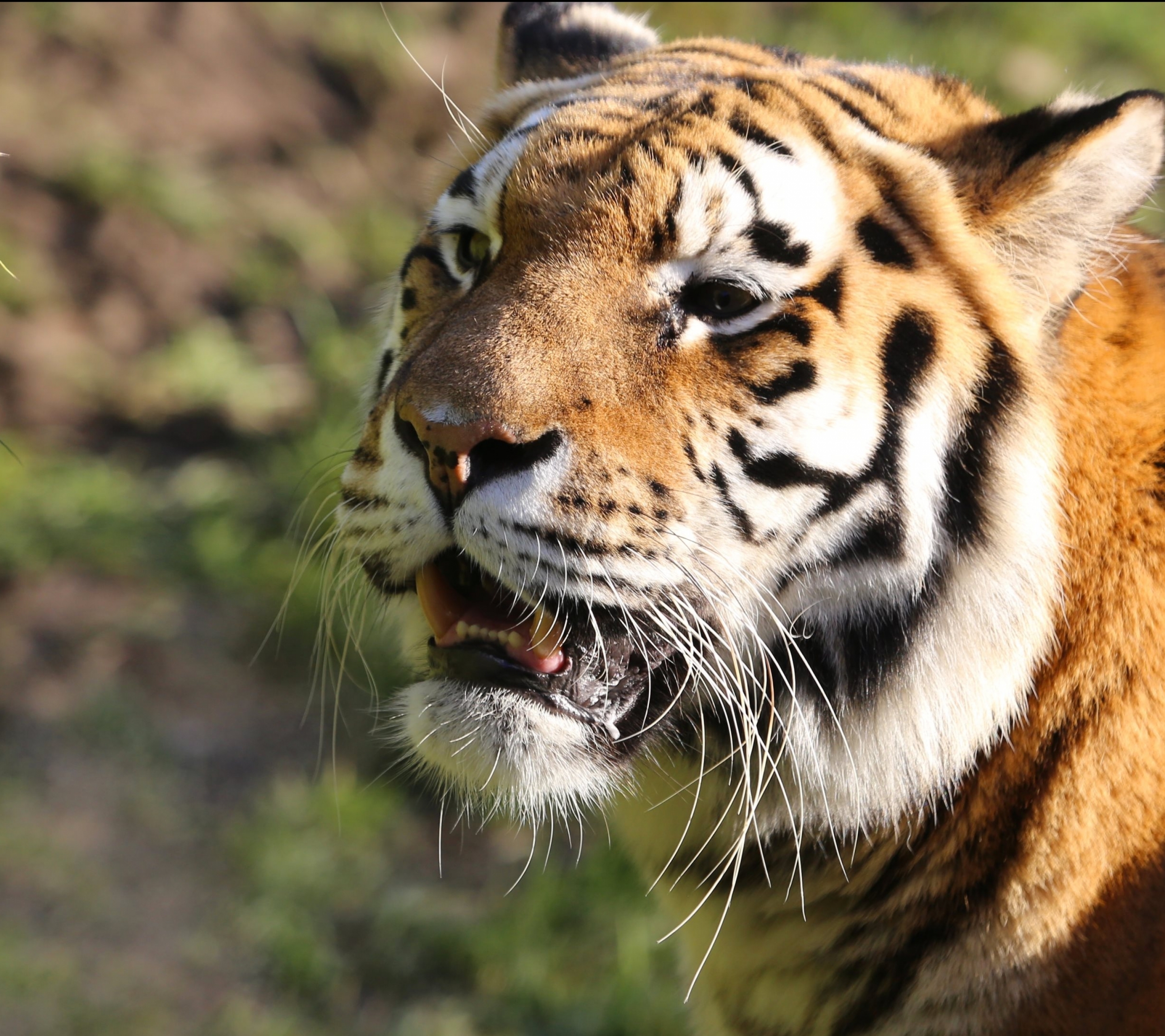 Handy-Wallpaper Tiere, Katzen, Tiger kostenlos herunterladen.