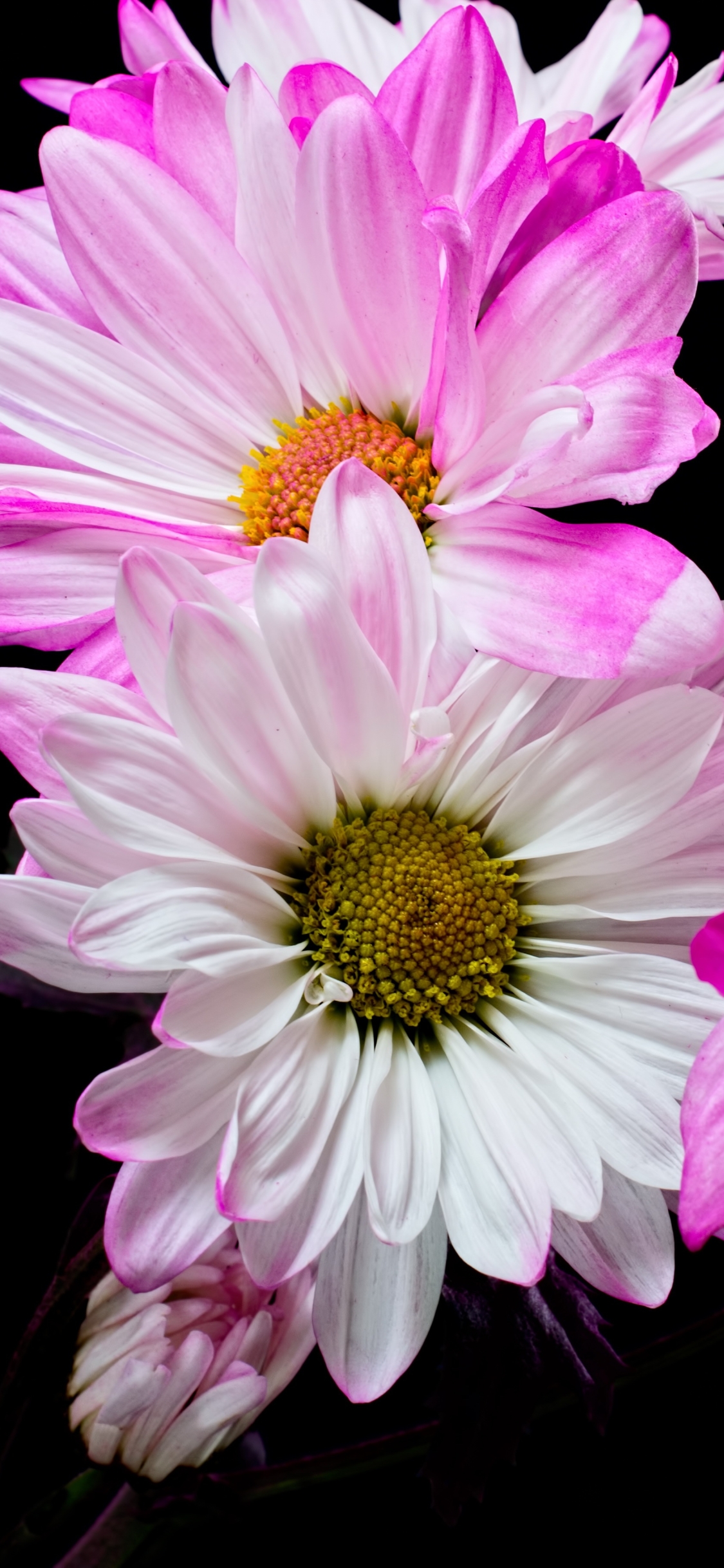 Handy-Wallpaper Blumen, Blume, Weiße Blume, Erde/natur, Pinke Blume kostenlos herunterladen.