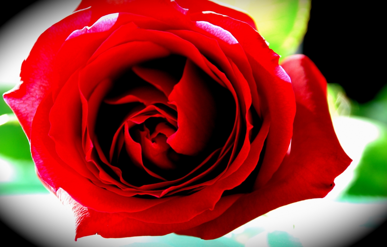 Descarga gratuita de fondo de pantalla para móvil de Roses, Plantas, Flores.