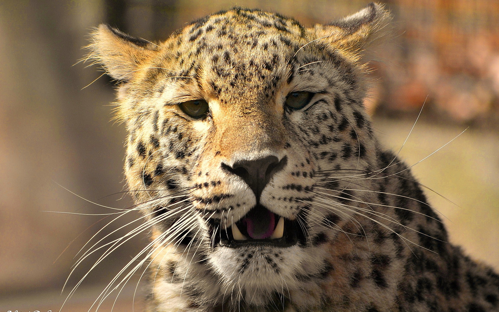 Завантажити шпалери безкоштовно Леопард, Коти, Тварина картинка на робочий стіл ПК