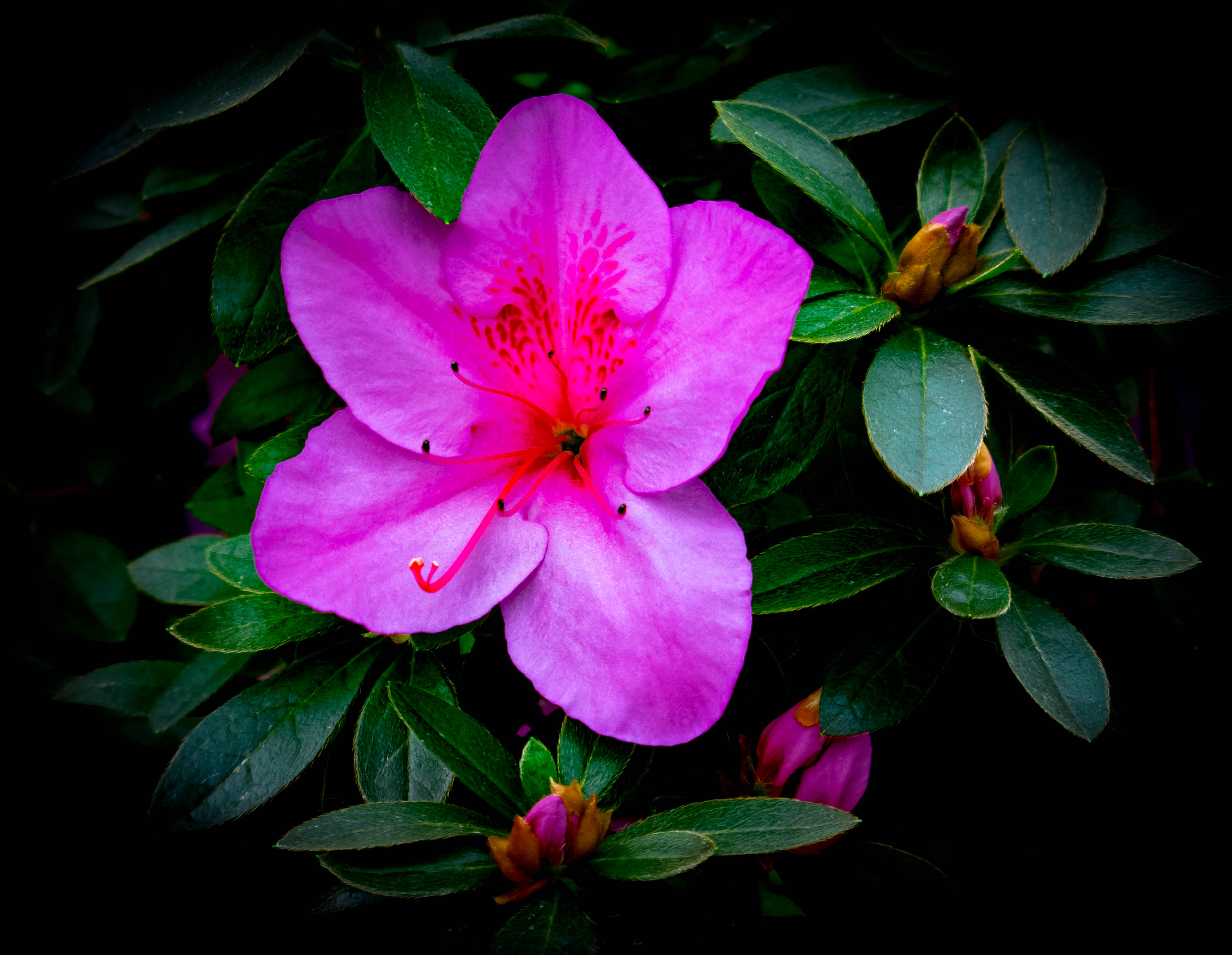 Baixe gratuitamente a imagem Flores, Flor, Flor Rosa, Folha, Terra/natureza na área de trabalho do seu PC