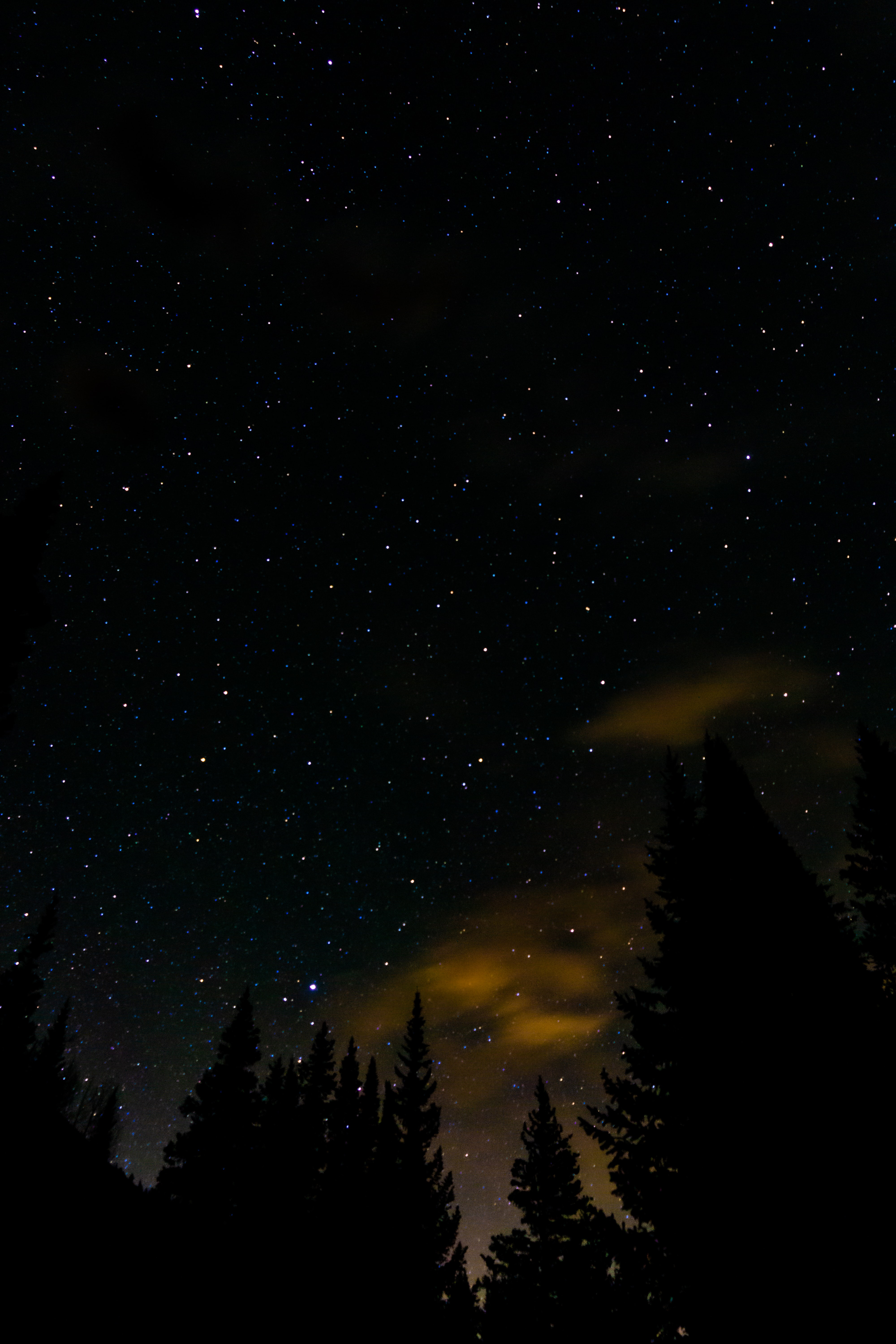 starry sky, dark, stars, night, spruce, fir Full HD