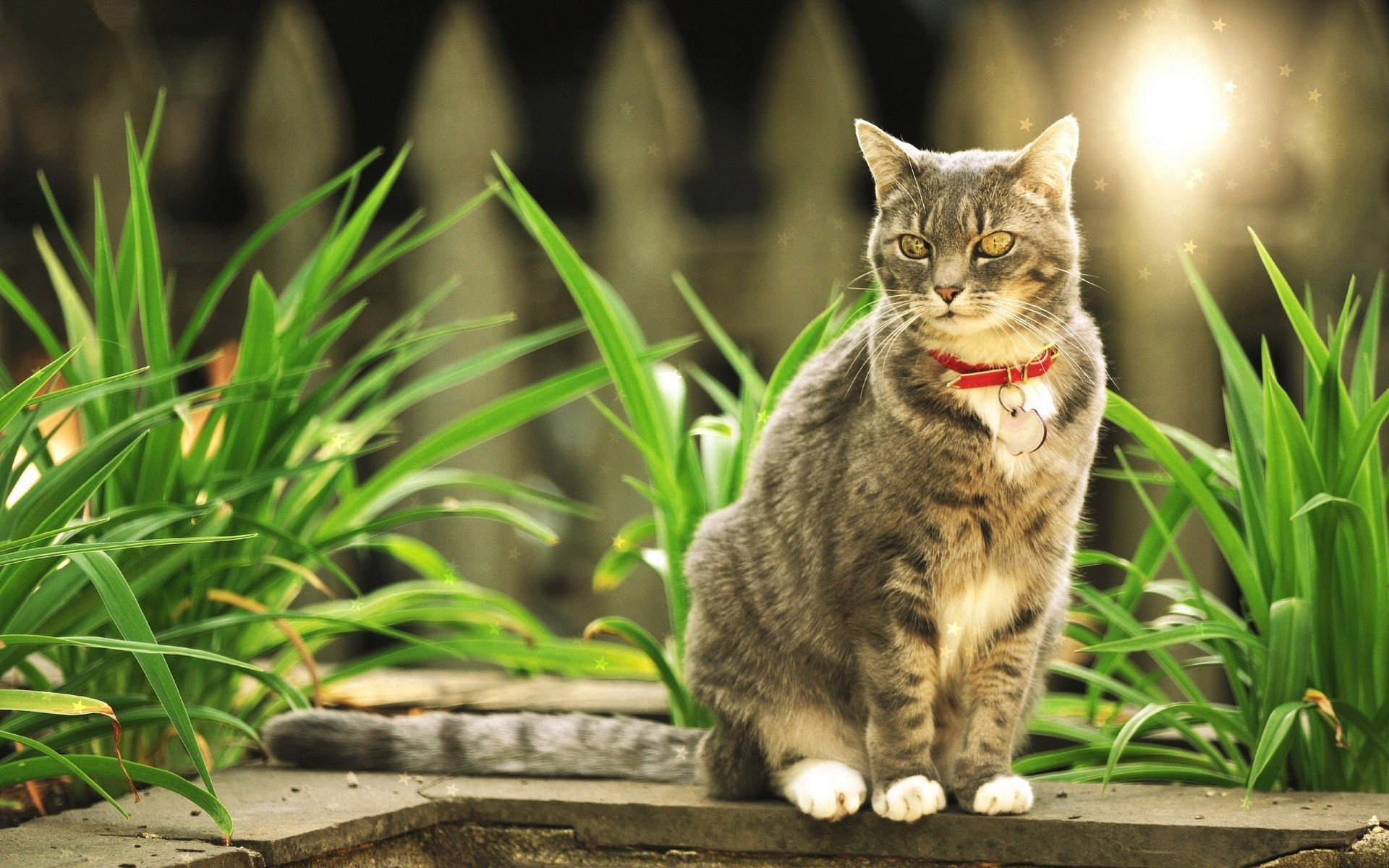 Baixar papel de parede para celular de Animais, Gatos, Gato gratuito.