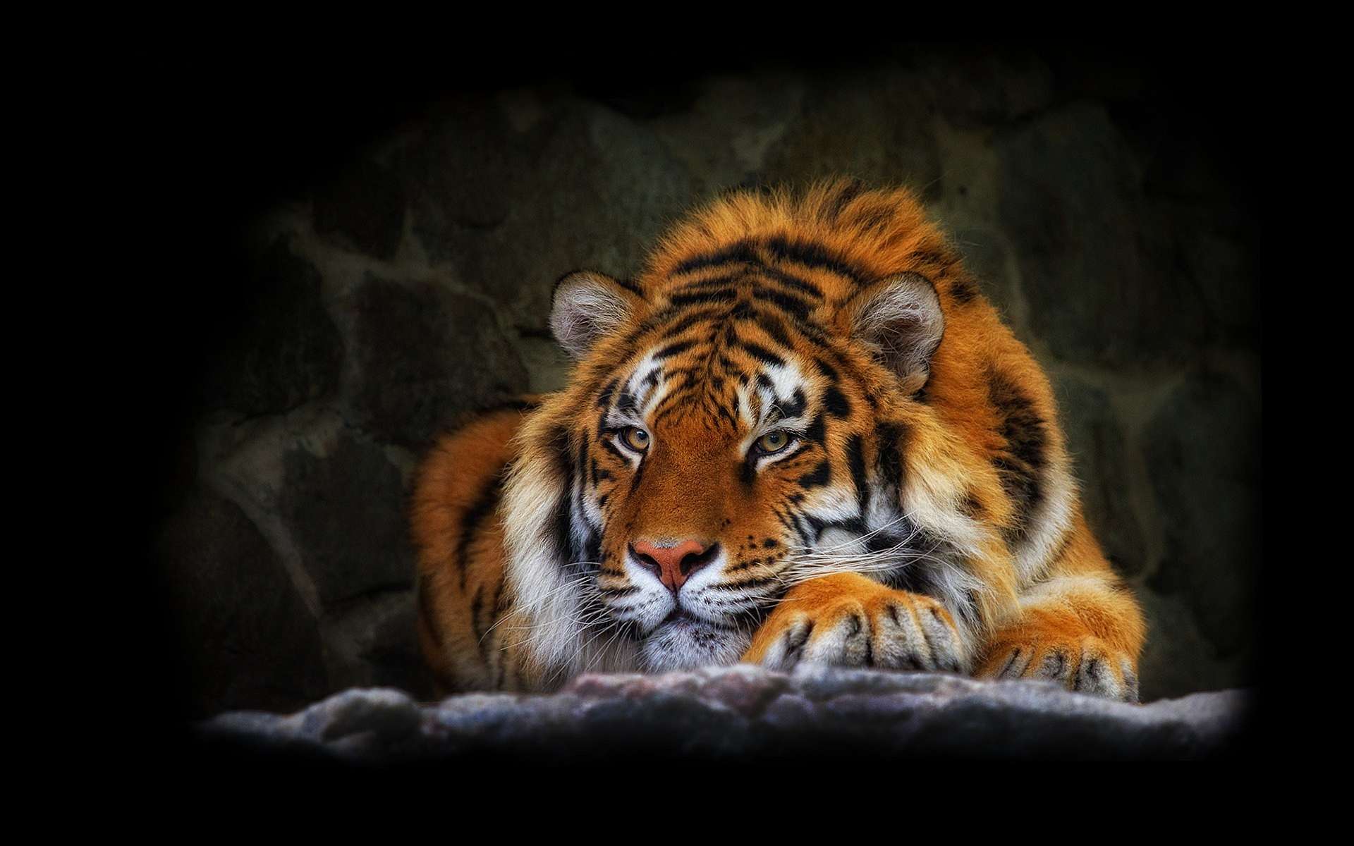 275805 baixar papel de parede animais, tigre, gatos - protetores de tela e imagens gratuitamente