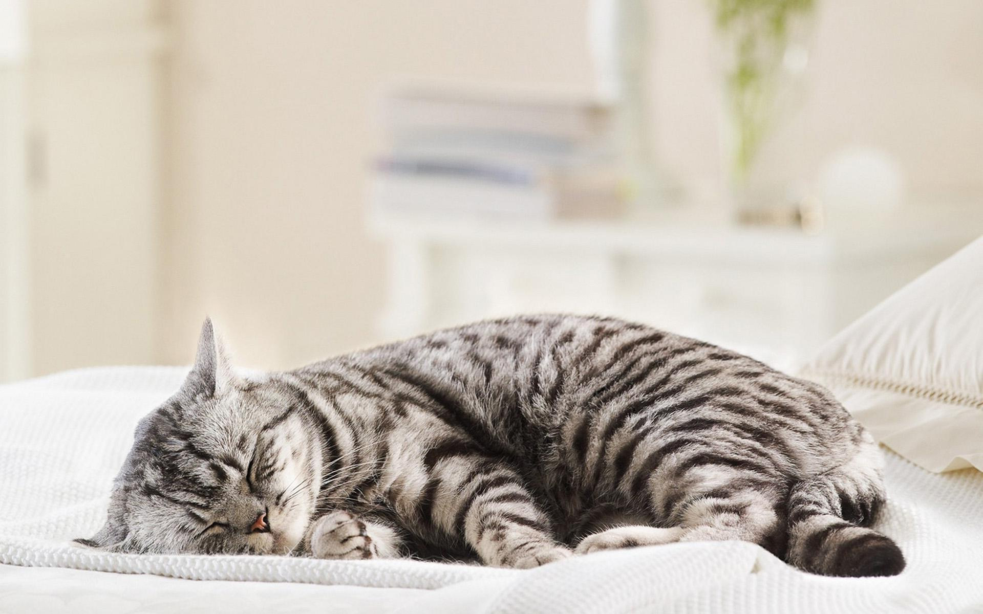 Téléchargez gratuitement l'image Animaux, Chats, Chat sur le bureau de votre PC