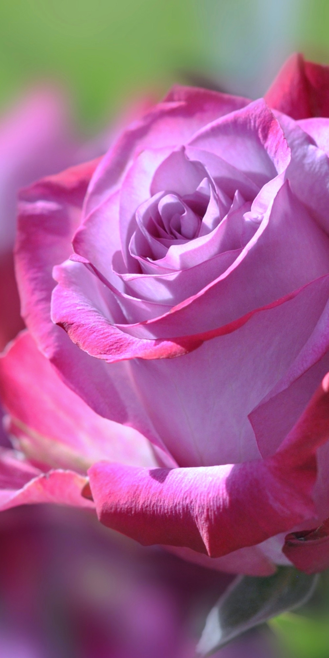 Скачати мобільні шпалери Квітка, Роза, Земля, Рожева Квітка, Флауерзи безкоштовно.