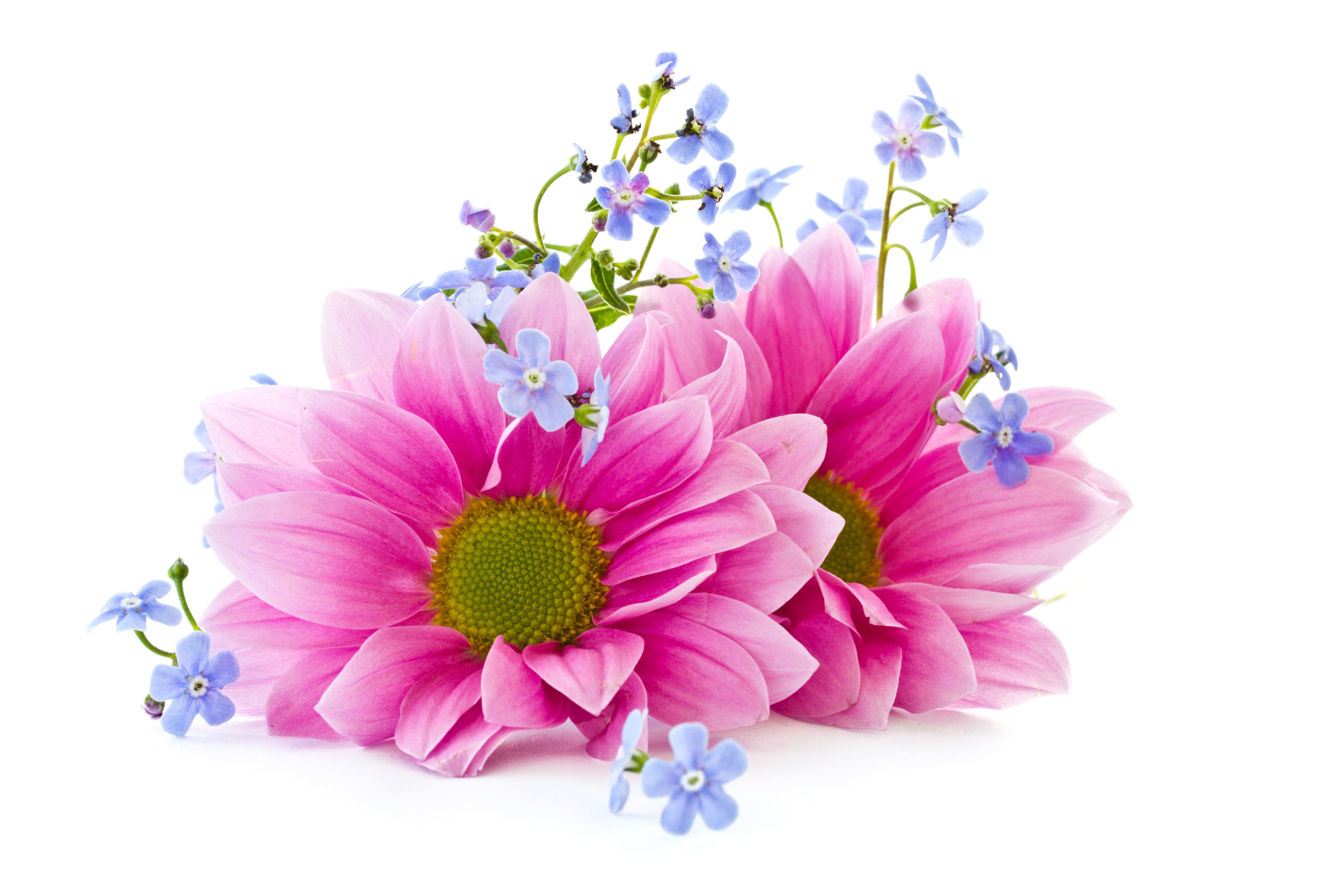 Téléchargez gratuitement l'image Fleurs, Fleur, Myosotis, Terre/nature, Fleur Rose, Fleur Bleue sur le bureau de votre PC