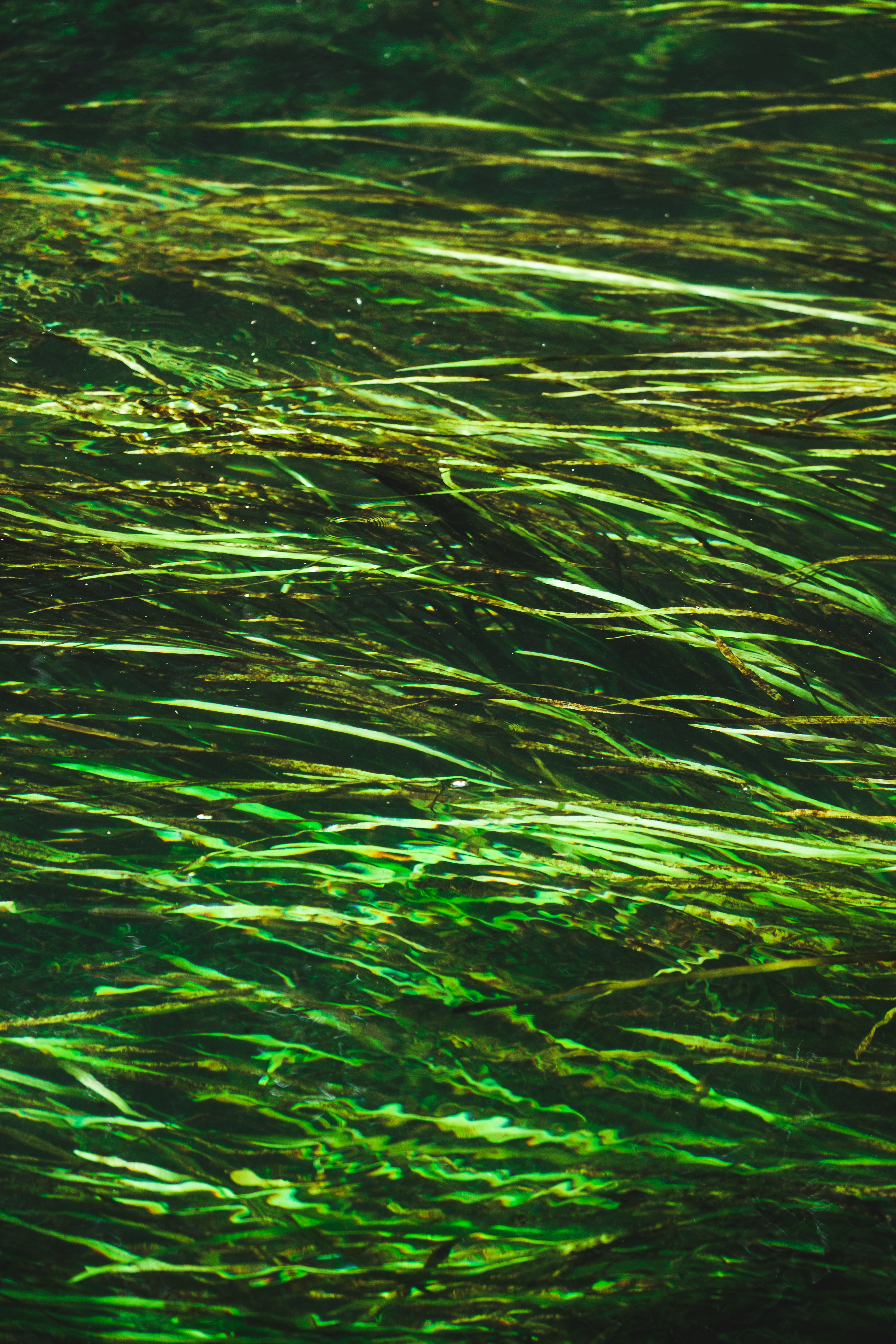 144815 descargar imagen naturaleza, agua, destello, deslumbramiento, distorsión, algas marinas, algas: fondos de pantalla y protectores de pantalla gratis