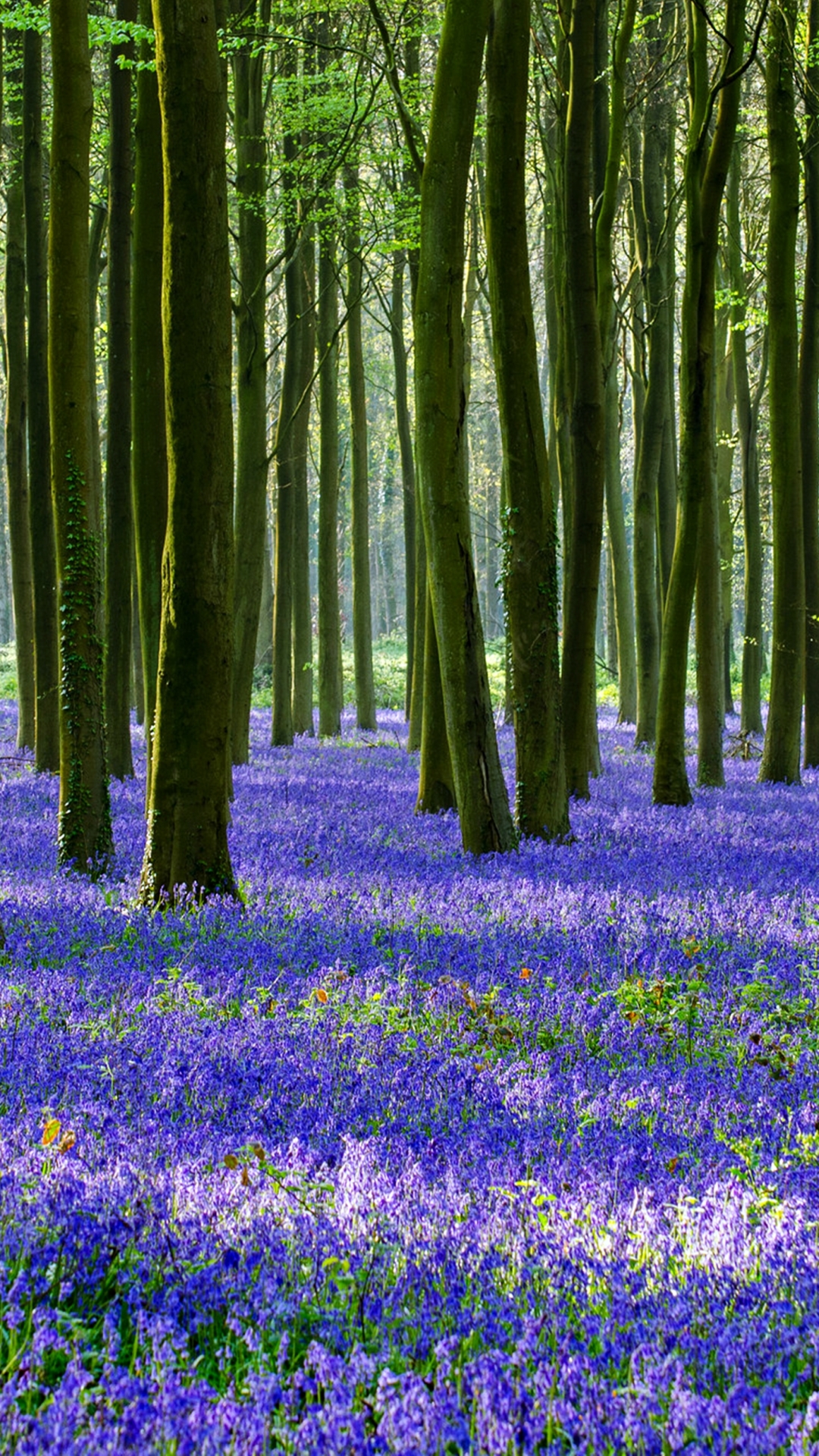 Handy-Wallpaper Natur, Blume, Wald, Baum, Frühling, Erde/natur kostenlos herunterladen.