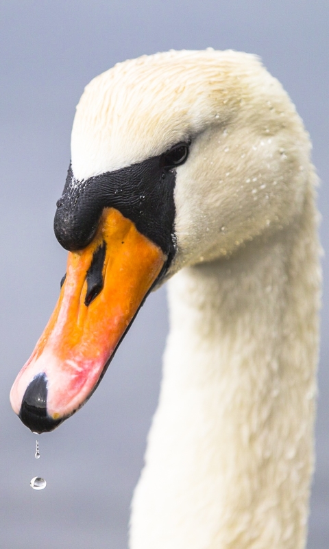 Download mobile wallpaper Birds, Bird, Beak, Close Up, Animal, Mute Swan for free.