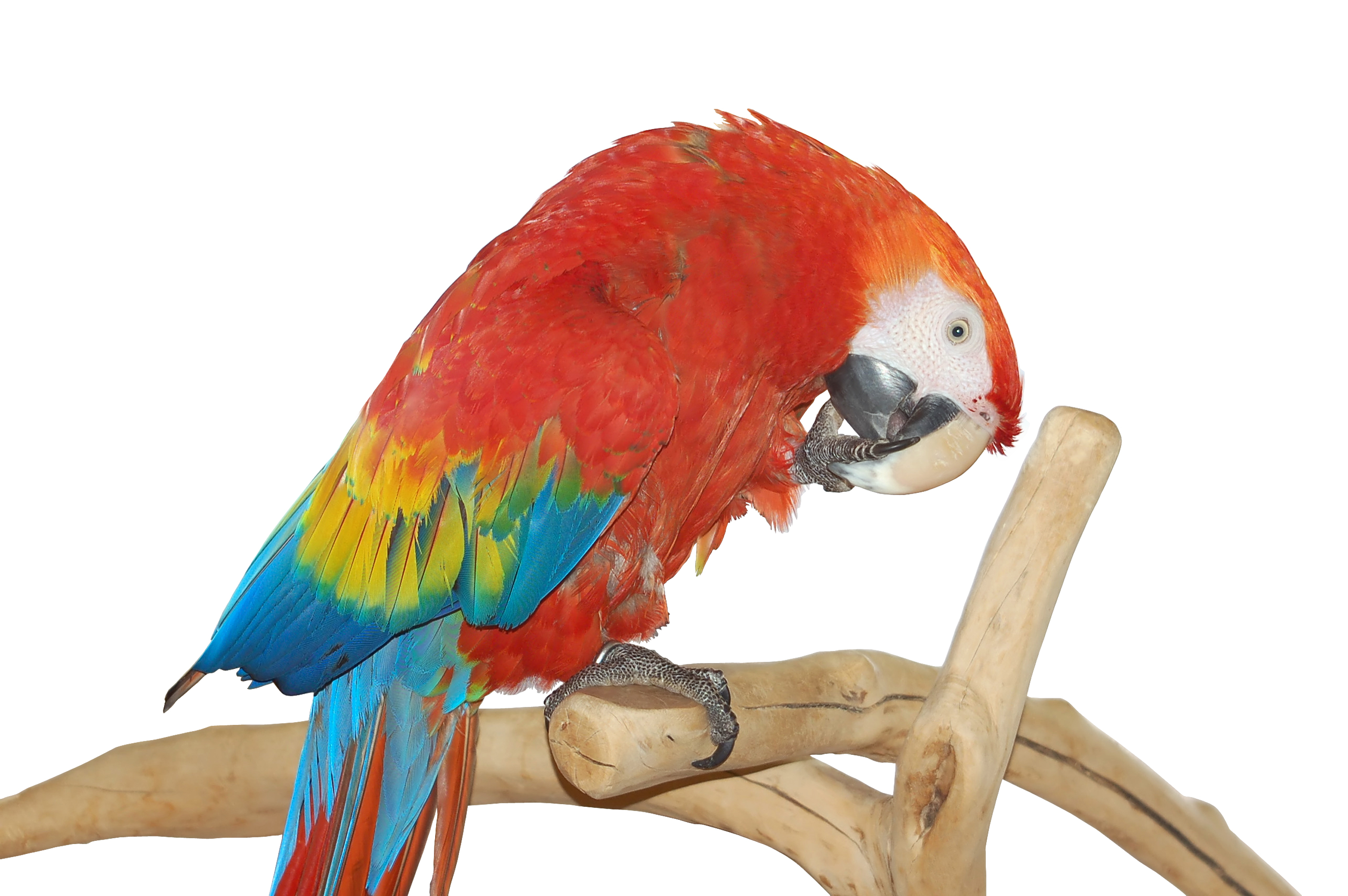 Descarga gratis la imagen Animales, Aves, Ara Macao en el escritorio de tu PC