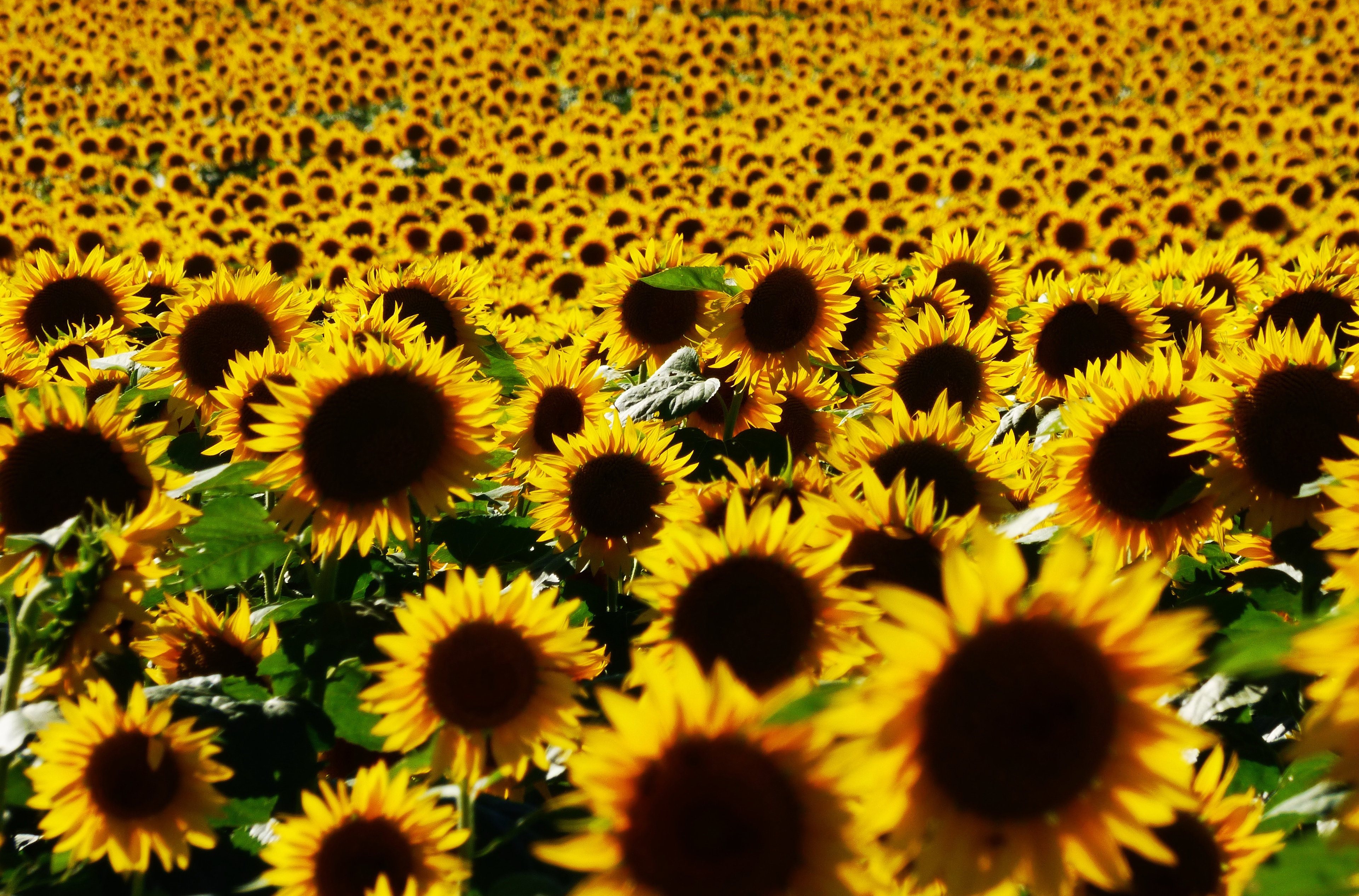 Free download wallpaper Nature, Flowers, Summer, Flower, Earth, Sunflower, Yellow Flower on your PC desktop
