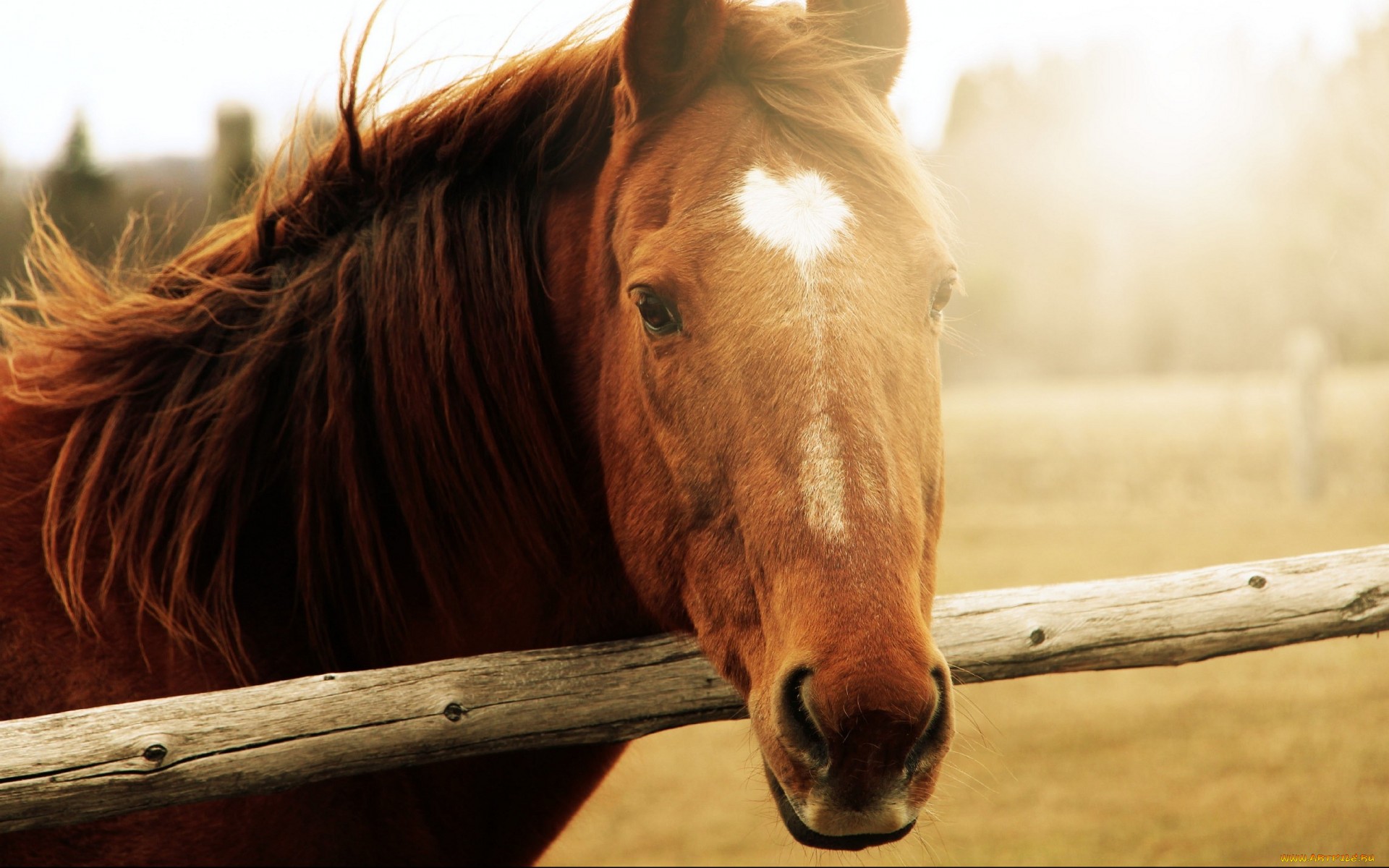 Handy-Wallpaper Tiere, Hauspferd kostenlos herunterladen.