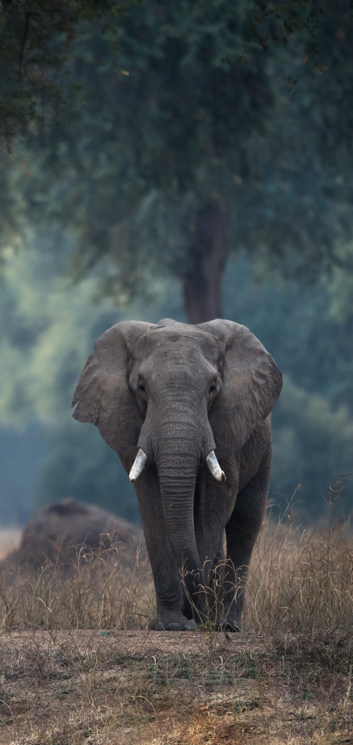 Download mobile wallpaper Elephants, Animal, Elephant, African Bush Elephant, Depth Of Field for free.