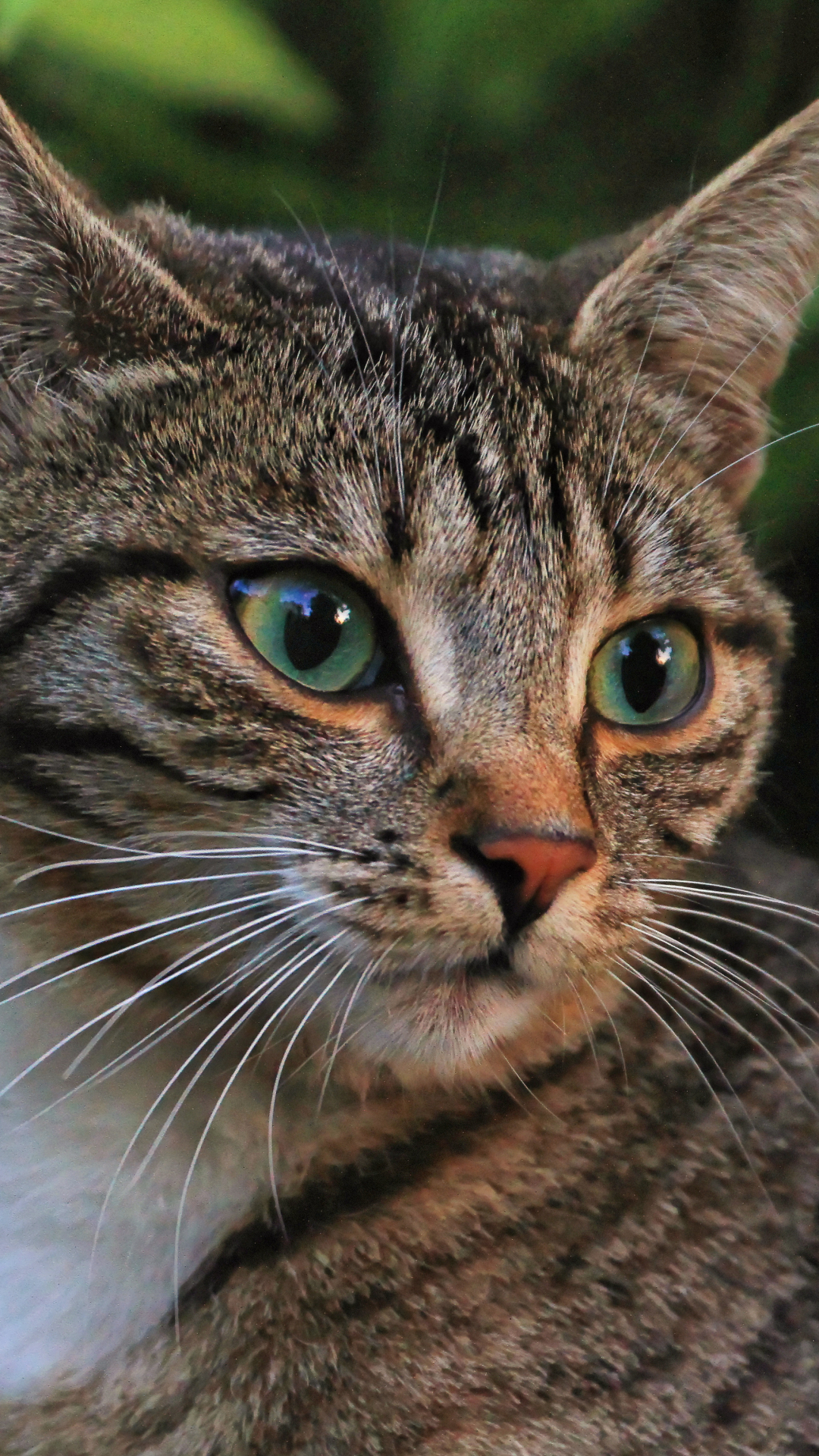 Handy-Wallpaper Tiere, Katzen, Makro, Katze, Bokeh kostenlos herunterladen.