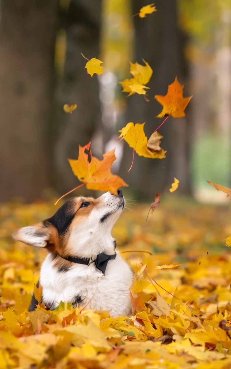 Handy-Wallpaper Tiere, Hunde, Herbst, Hund, Blatt, Corgi, Tiefenschärfe kostenlos herunterladen.