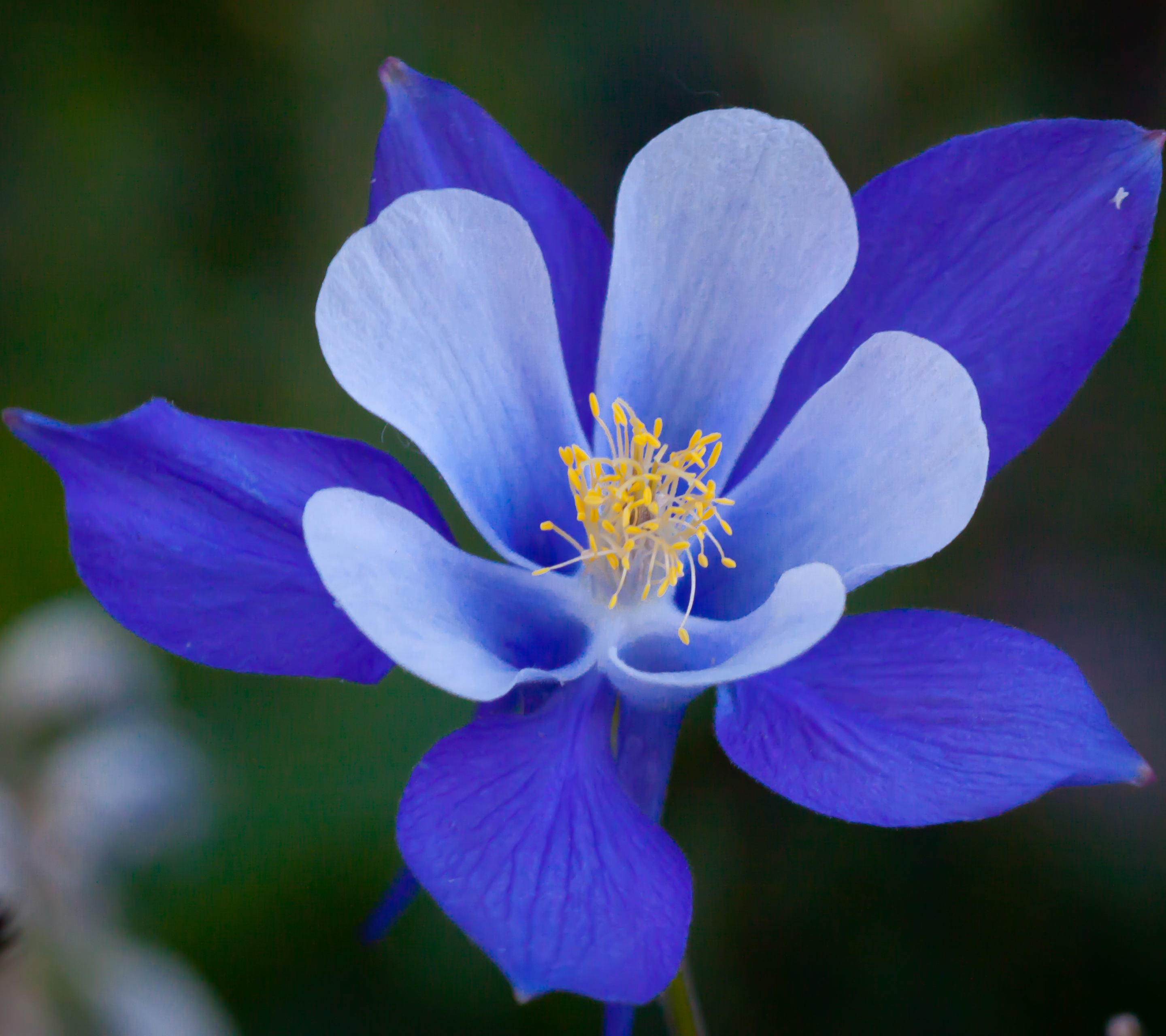Descarga gratis la imagen Flores, Flor, De Cerca, Tierra/naturaleza, Flor Azul, Aguileña Azul De Colorado, Aguileña en el escritorio de tu PC