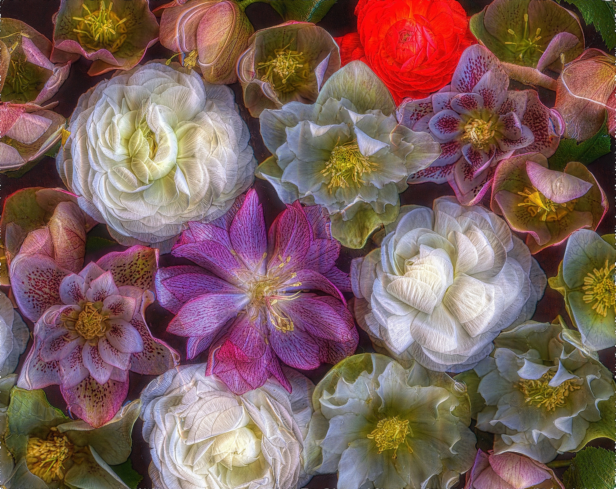 Descarga gratuita de fondo de pantalla para móvil de Flores, Flor, Flor Rosa, Flor Blanca, Tierra/naturaleza.