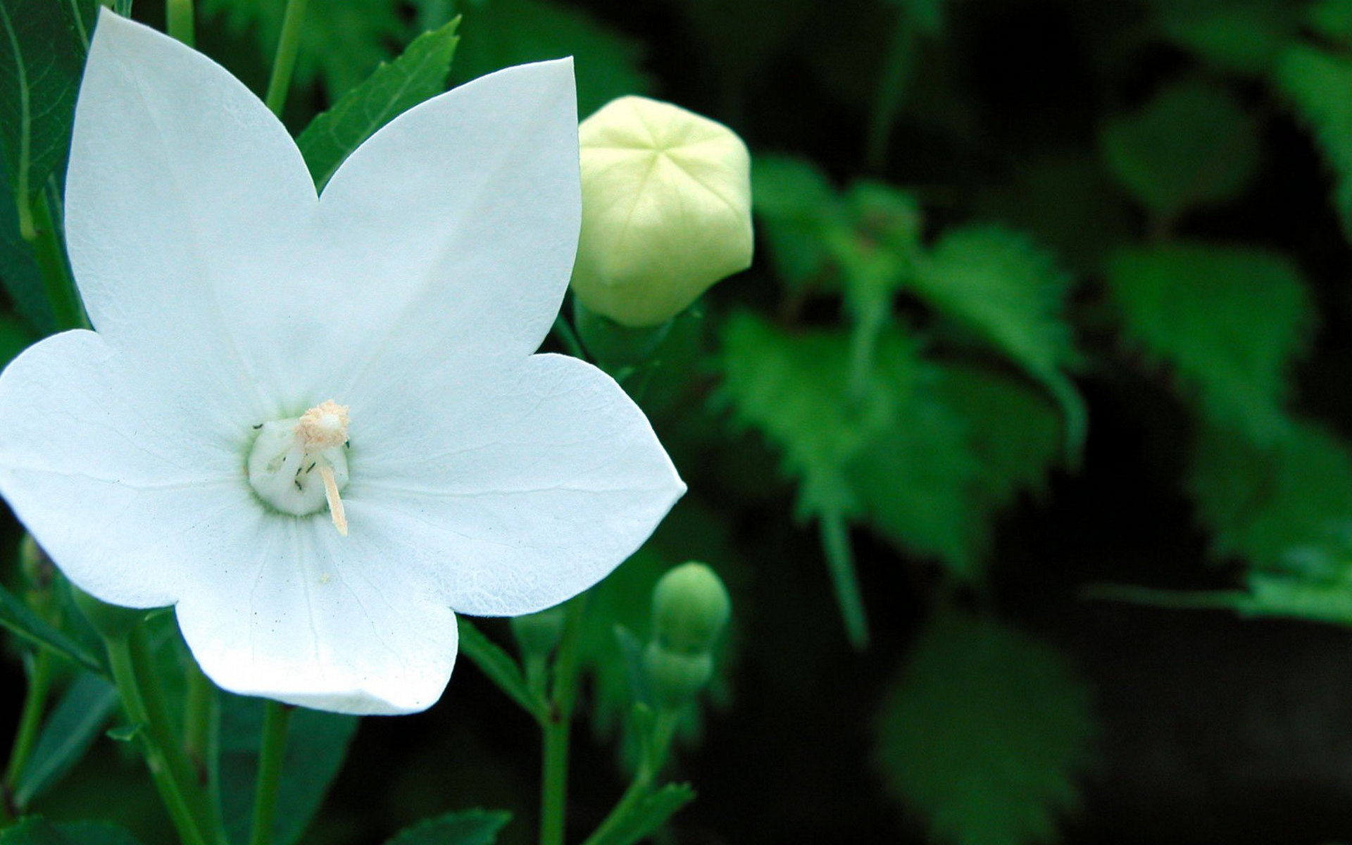 Descarga gratis la imagen Flores, Flor, Tierra/naturaleza en el escritorio de tu PC