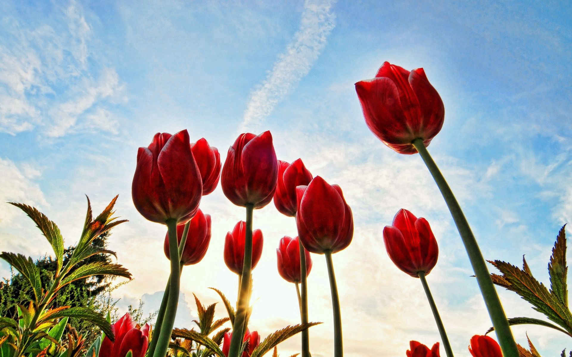 Descarga gratis la imagen Flores, Árboles, Hierba, Cielo, Nubes, Sol, Tulipanes en el escritorio de tu PC