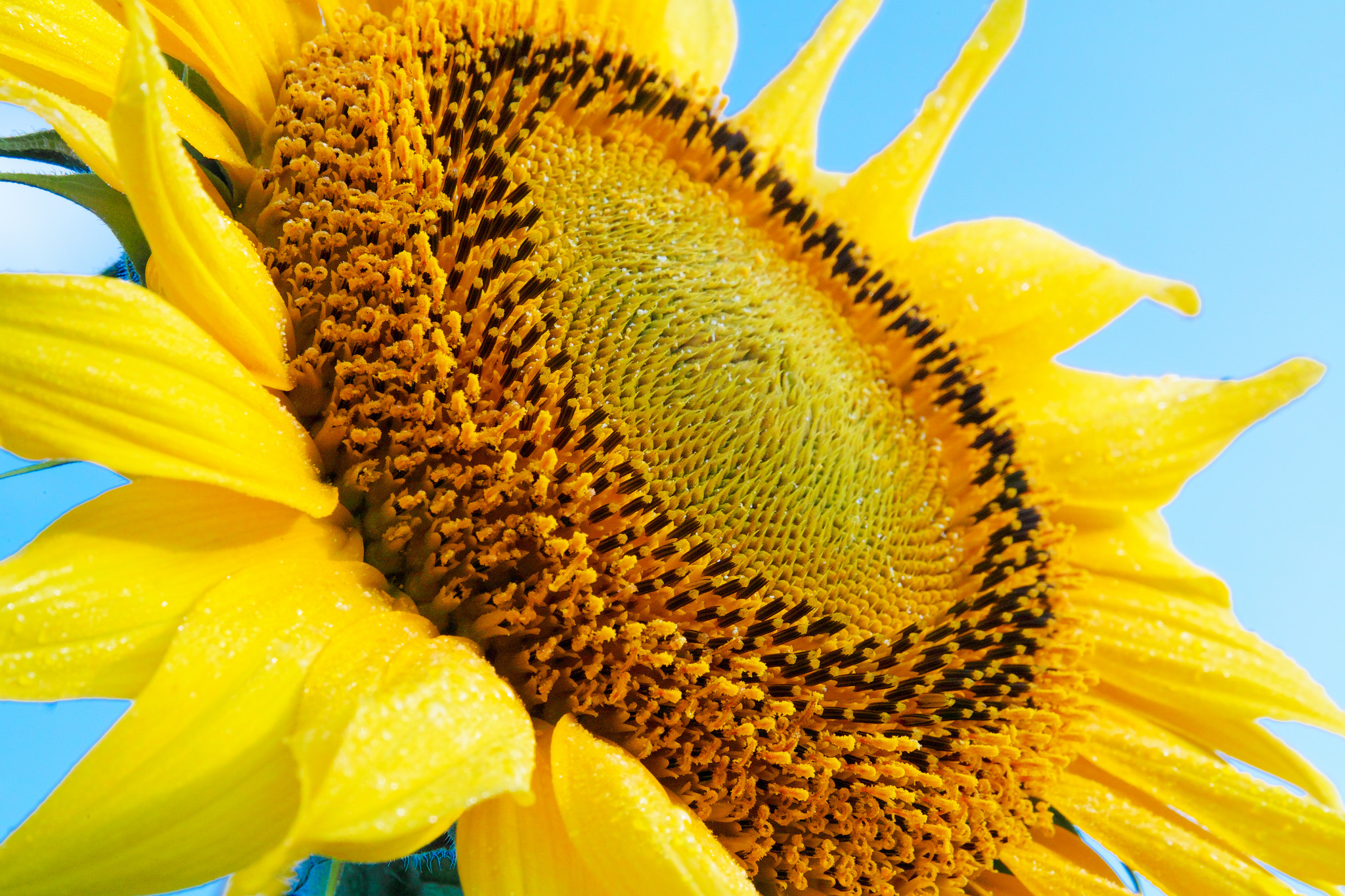 Download mobile wallpaper Nature, Flowers, Summer, Flower, Close Up, Earth, Sunflower, Yellow Flower for free.