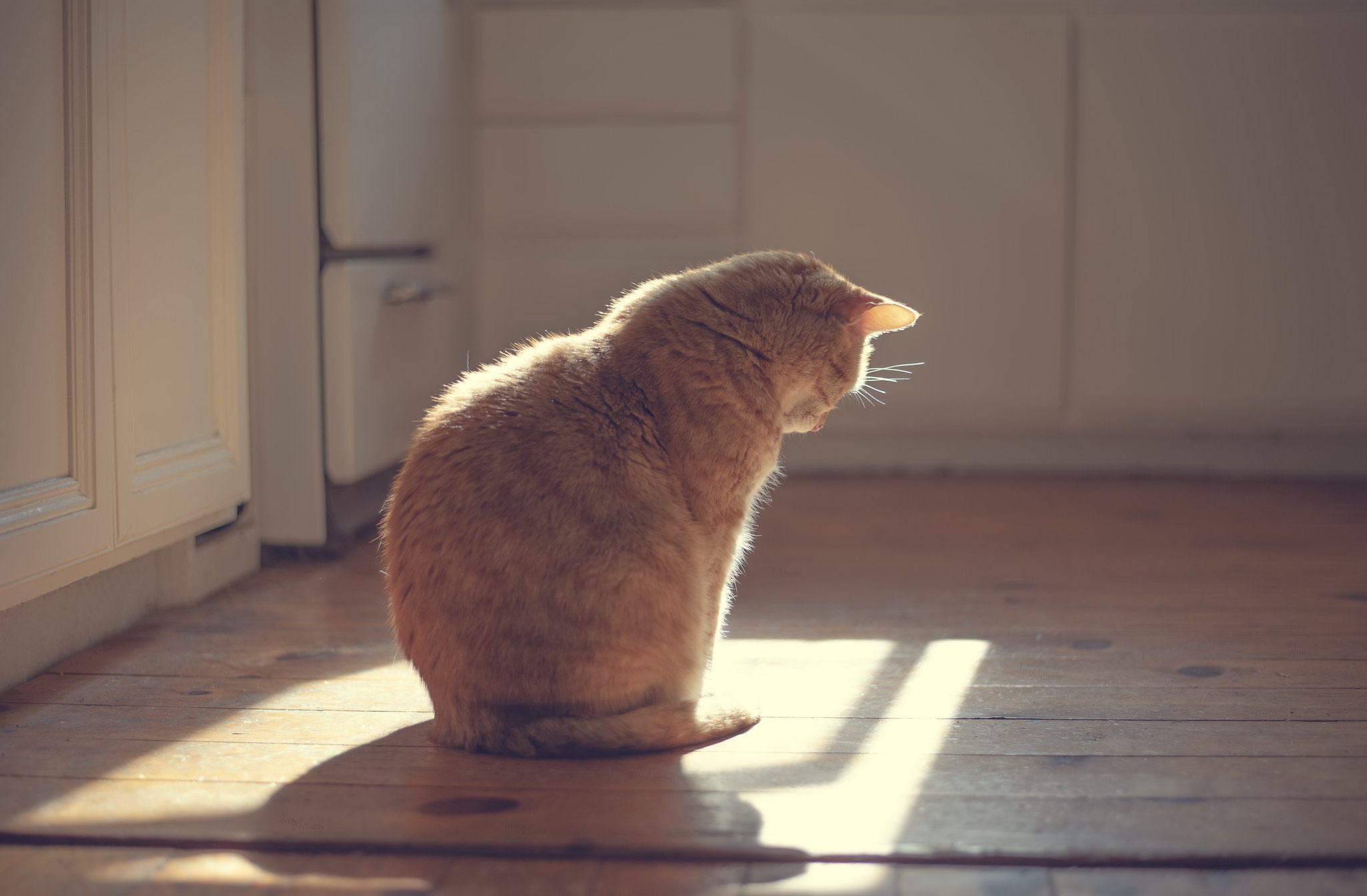 無料モバイル壁紙動物, ネコ, 猫をダウンロードします。